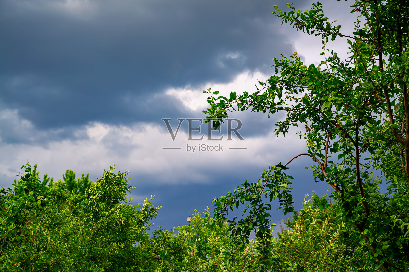 花园的树梢映衬着天空。照片摄影图片