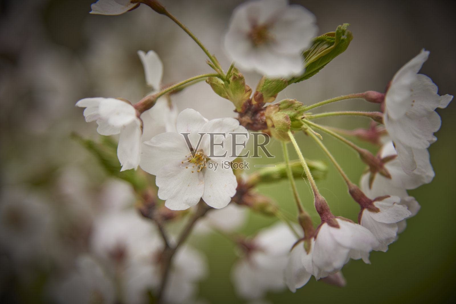 樱花照片摄影图片
