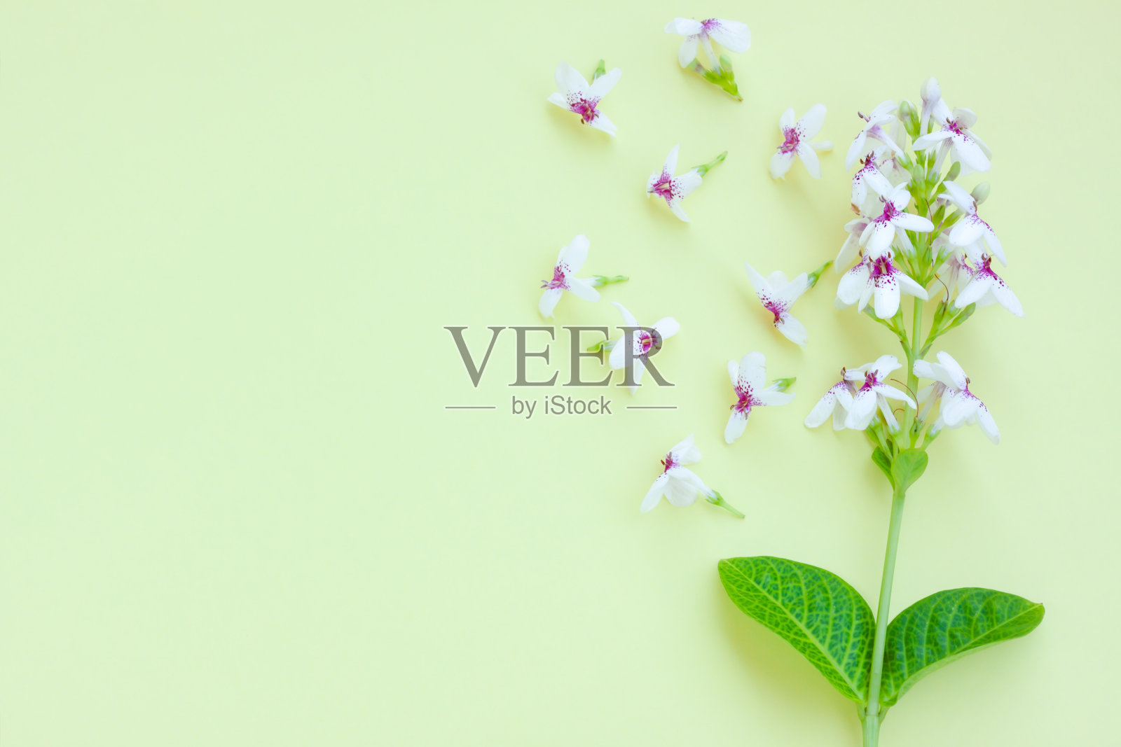 菊花在绿色背景上的花照片摄影图片