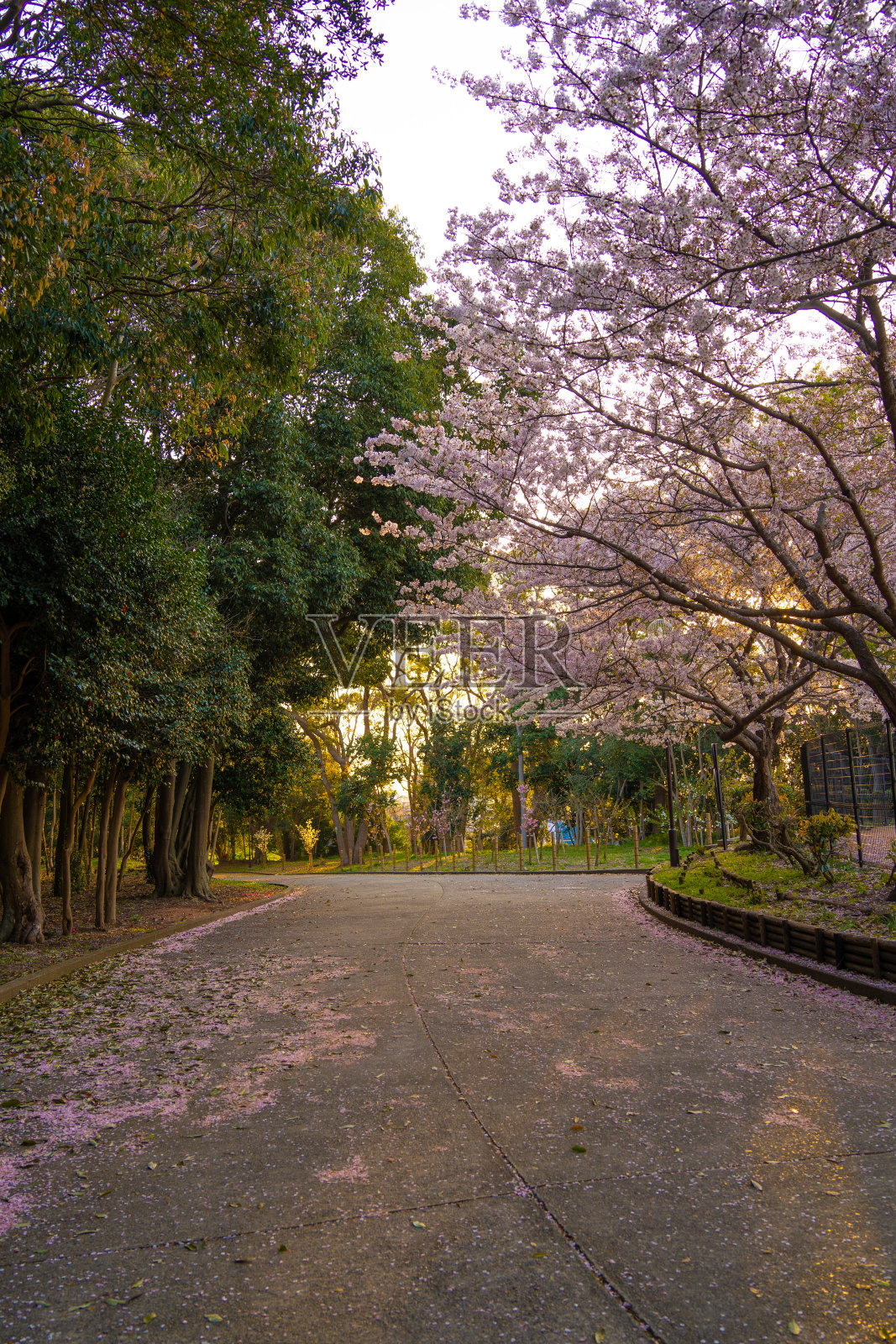 樱花路照片摄影图片