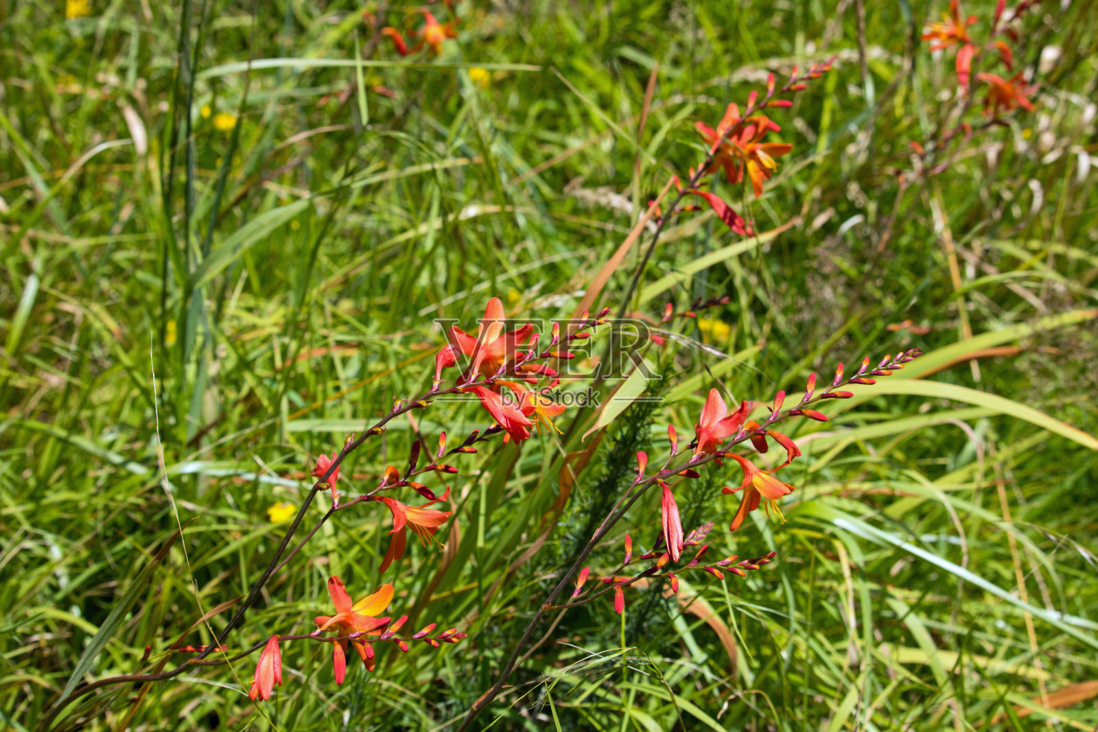 植物区系照片摄影图片