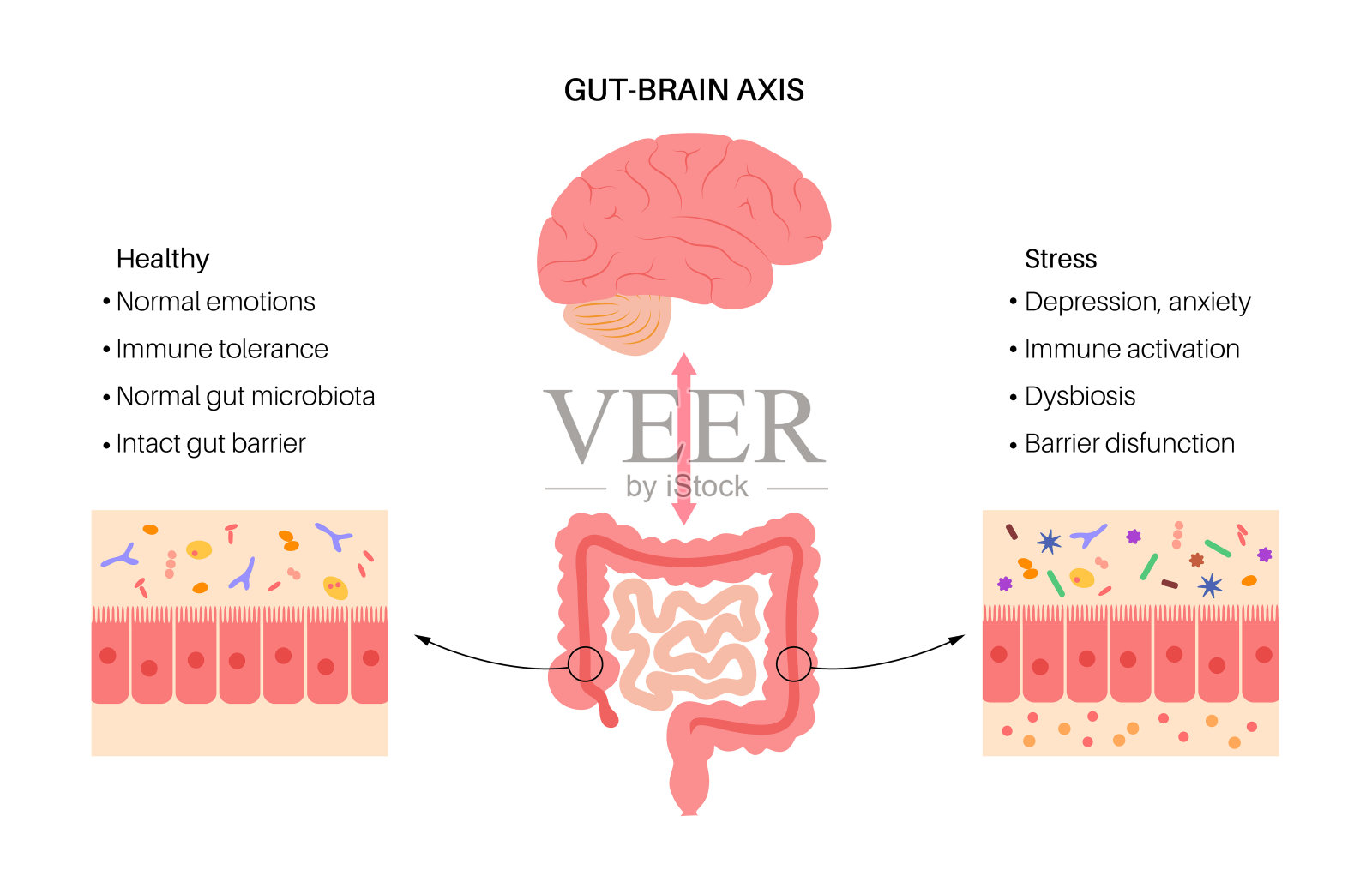 肠脑连接插画图片素材
