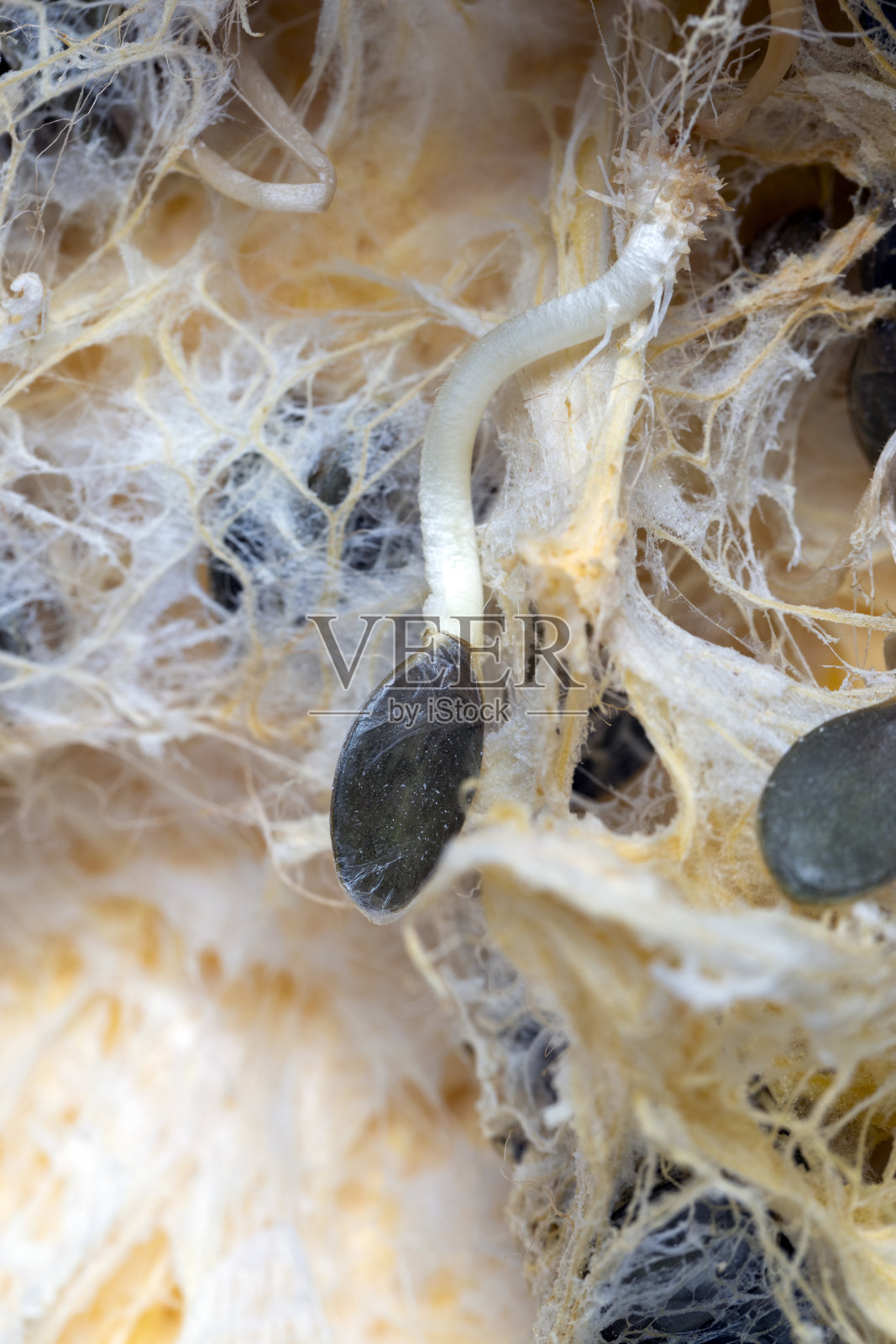 春天，种子在南瓜里发芽照片摄影图片