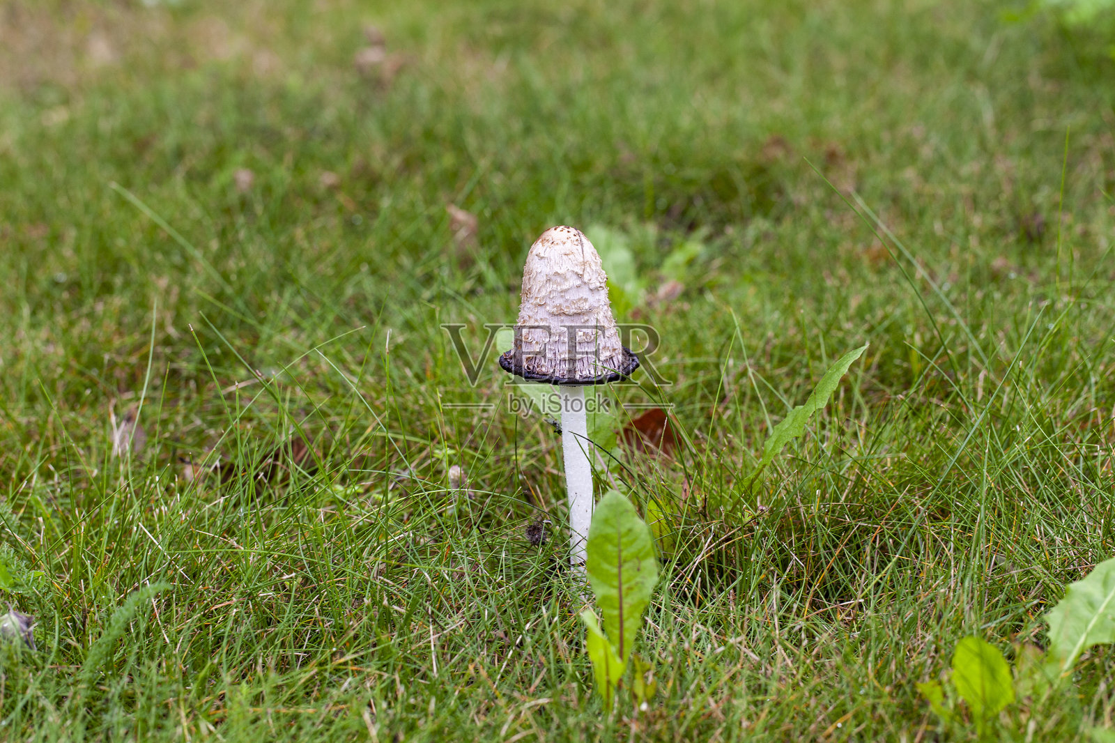生长在自然环境中的野生不可食用蘑菇照片摄影图片