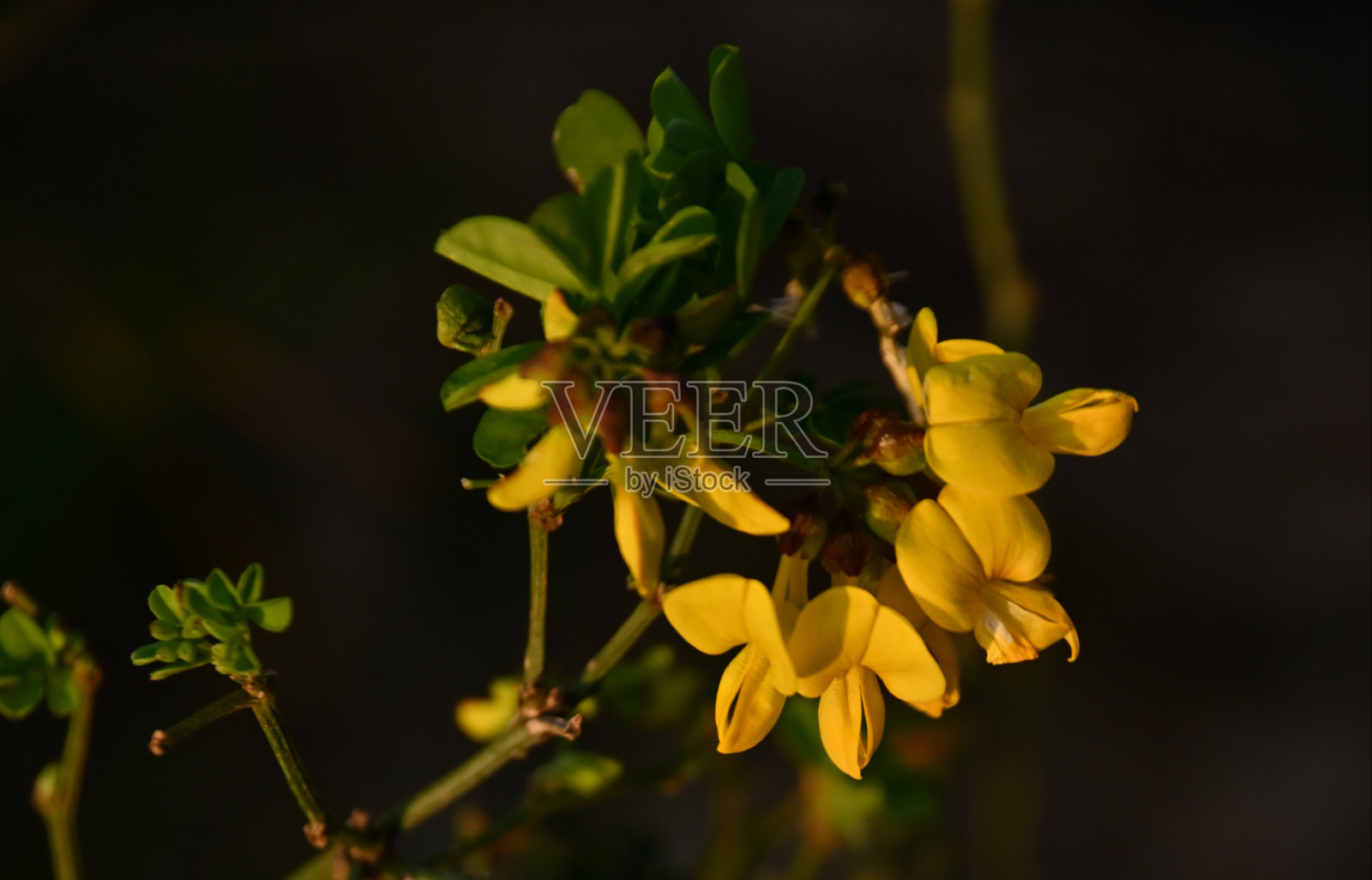 日落时分的海岸灌木花照片摄影图片