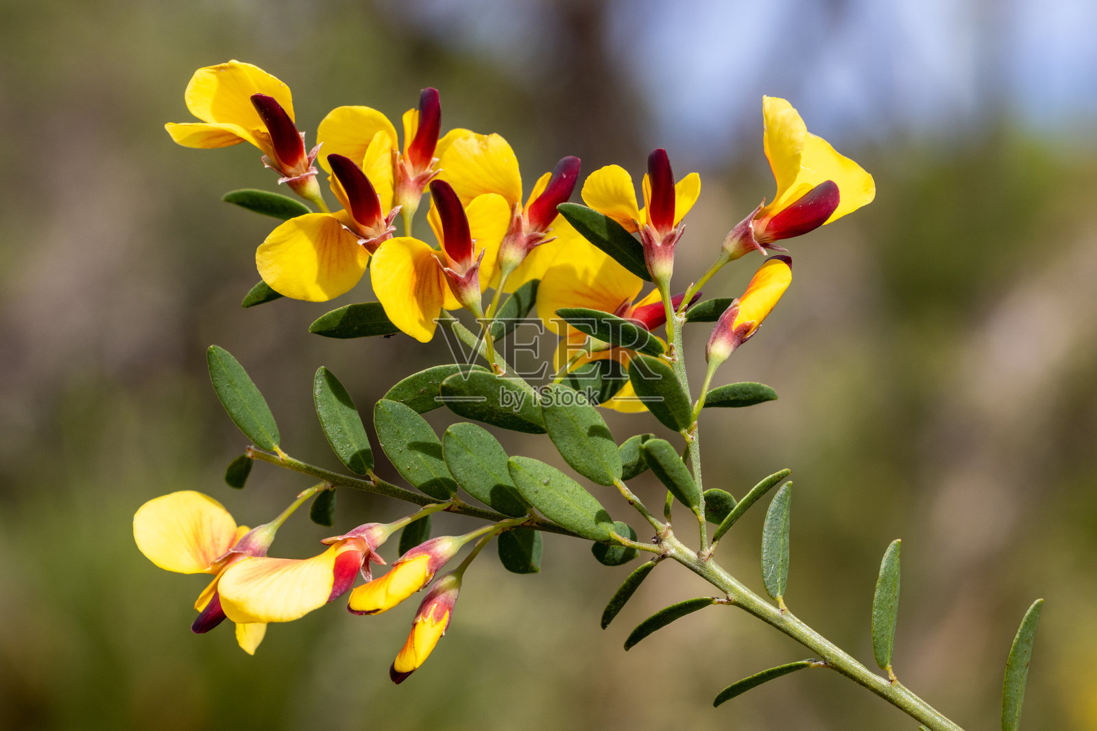 变量Bossiaea照片摄影图片