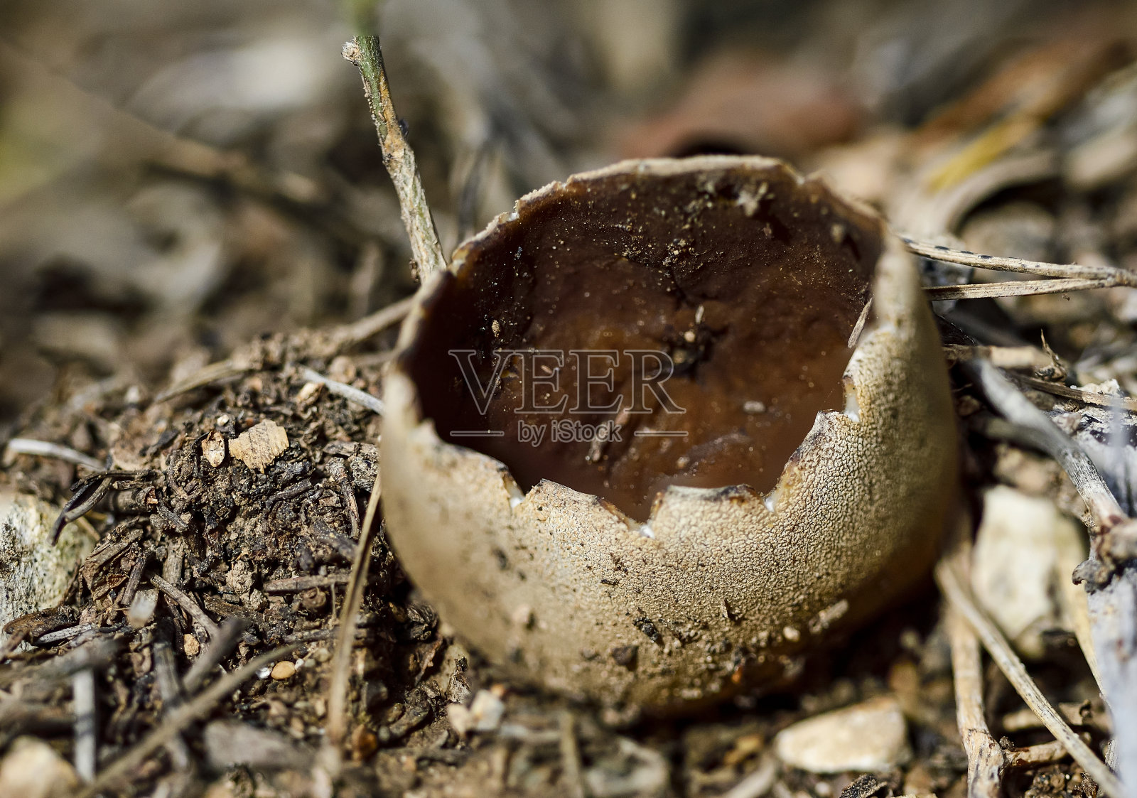 Helvella leucomelaena或Pucheruelo，是一种小型有毒真菌，但它可以食用煮熟照片摄影图片