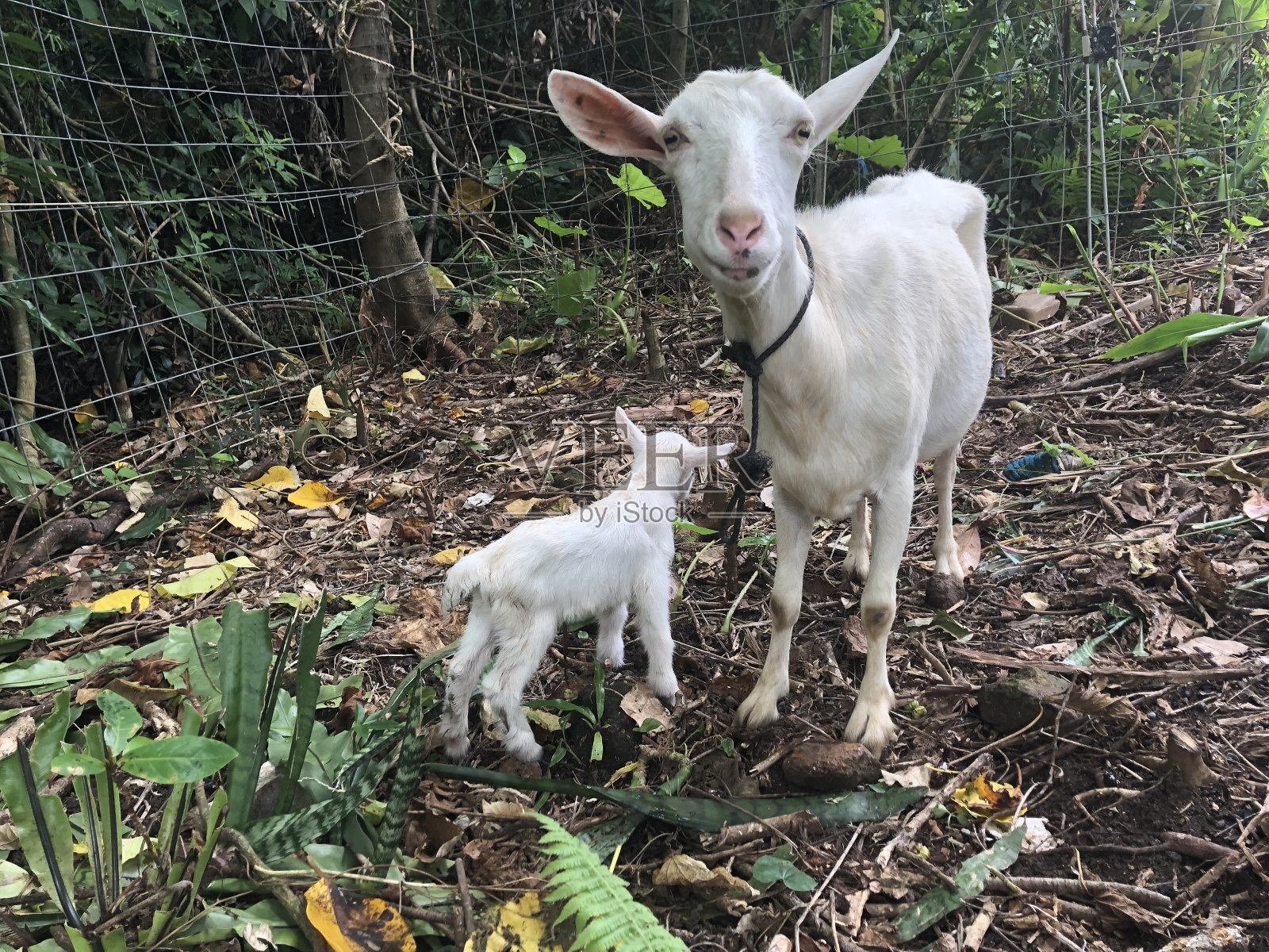 岛石垣山羊照片摄影图片