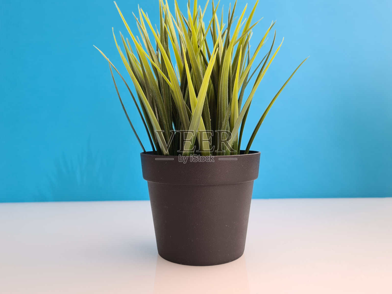 室内植物在黑色花盆在蓝色的背景照片摄影图片