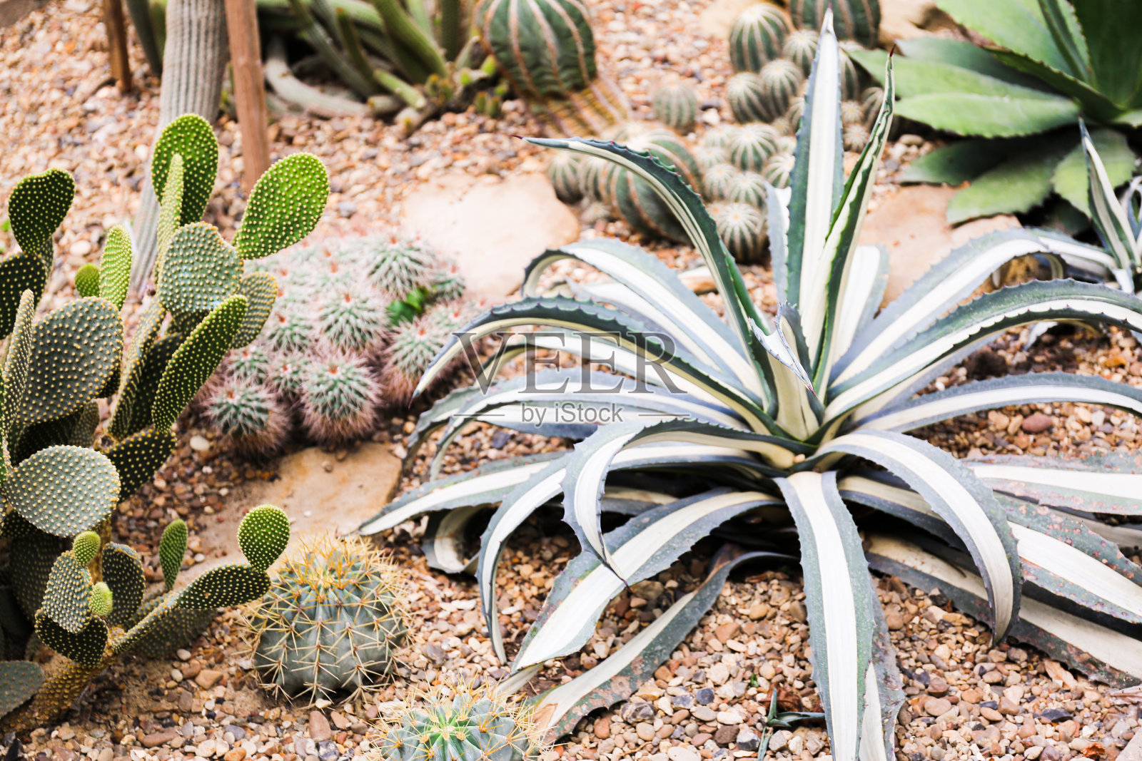 植物园内的白色绿色龙舌兰照片摄影图片