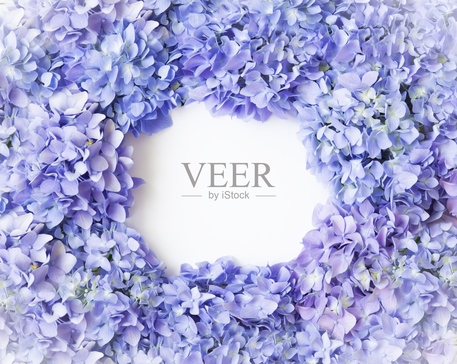 母亲节绣球花卉背景照片摄影图片