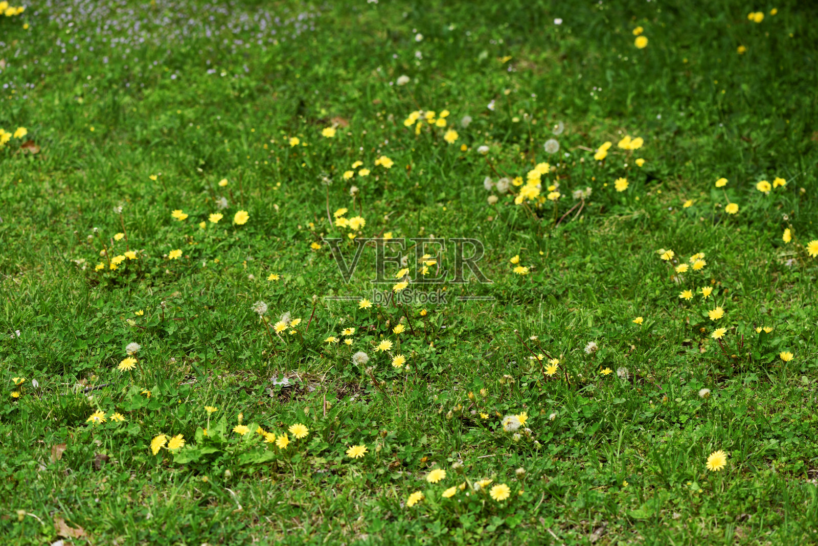 浅景深的蒲公英田照片摄影图片