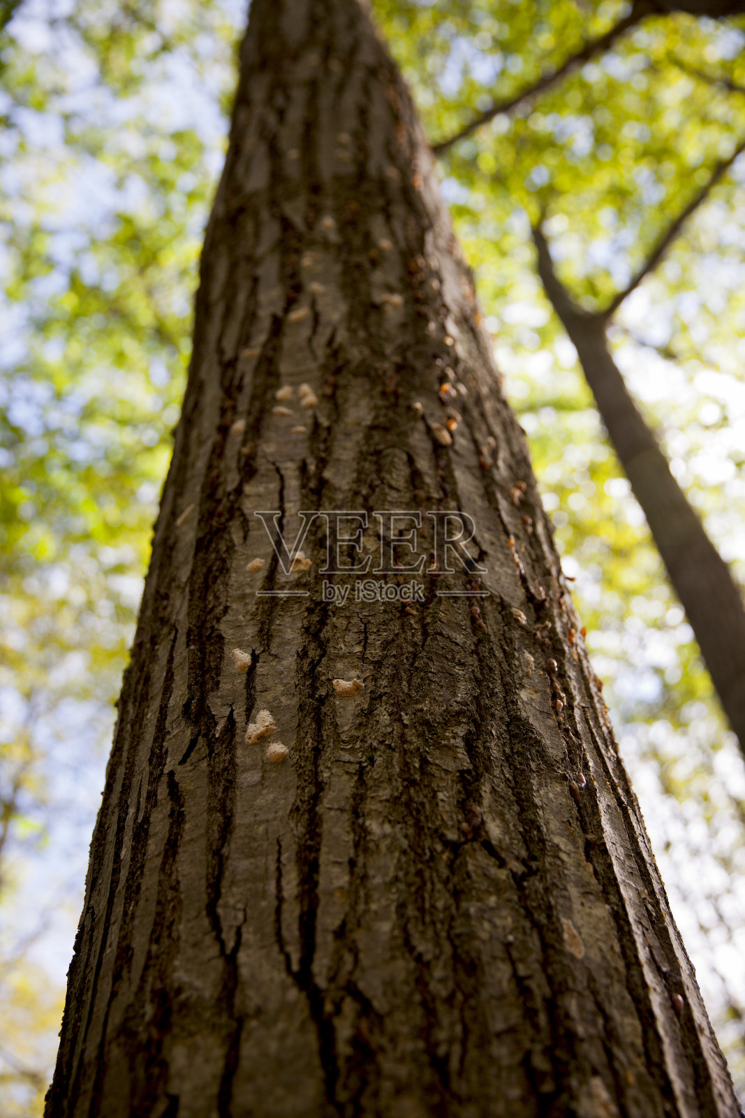 在加拿大安大略省的一条徒步旅行路线上的树木。照片摄影图片