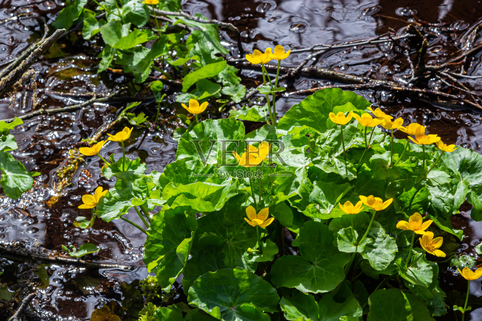 沼泽万寿菊黄色的花映衬着沼泽池塘的水。沼泽野生花有毒，万寿菊用于顺势疗法照片摄影图片