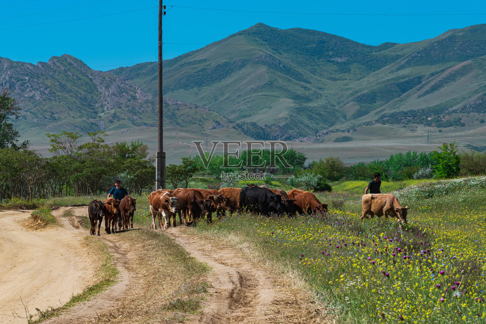 在达吉斯坦，牧羊人沿着乡间的公路驱赶公牛去放牧照片摄影图片