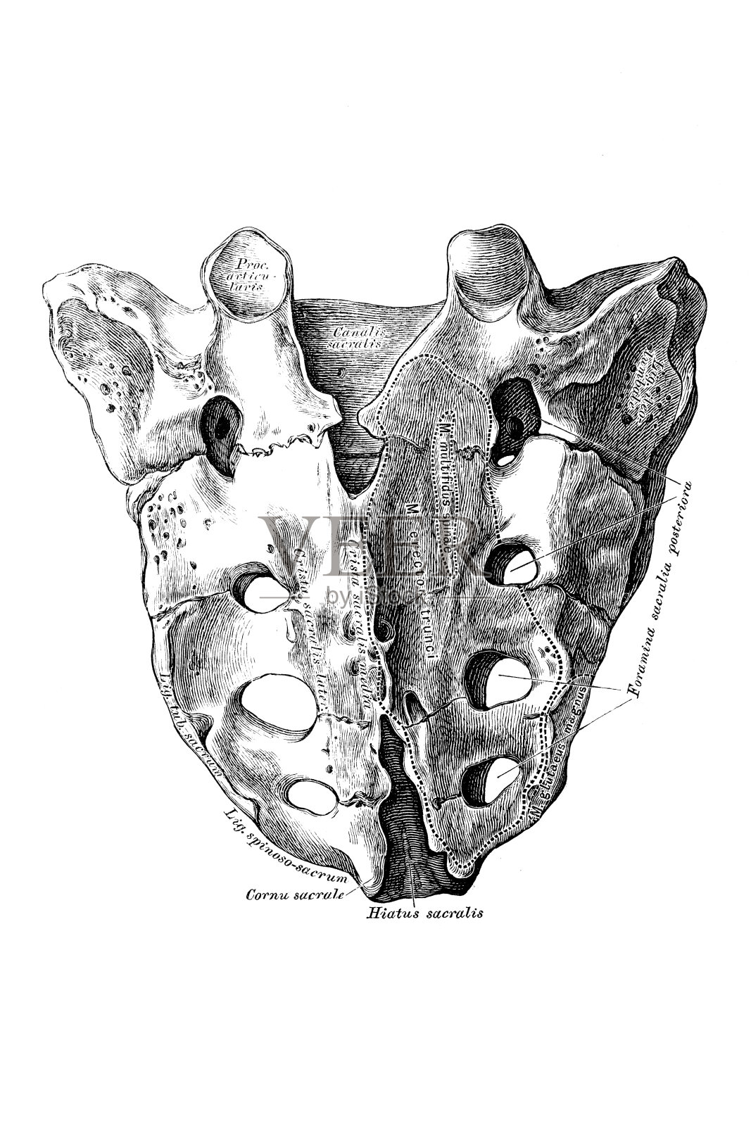 骶骨插画图片素材