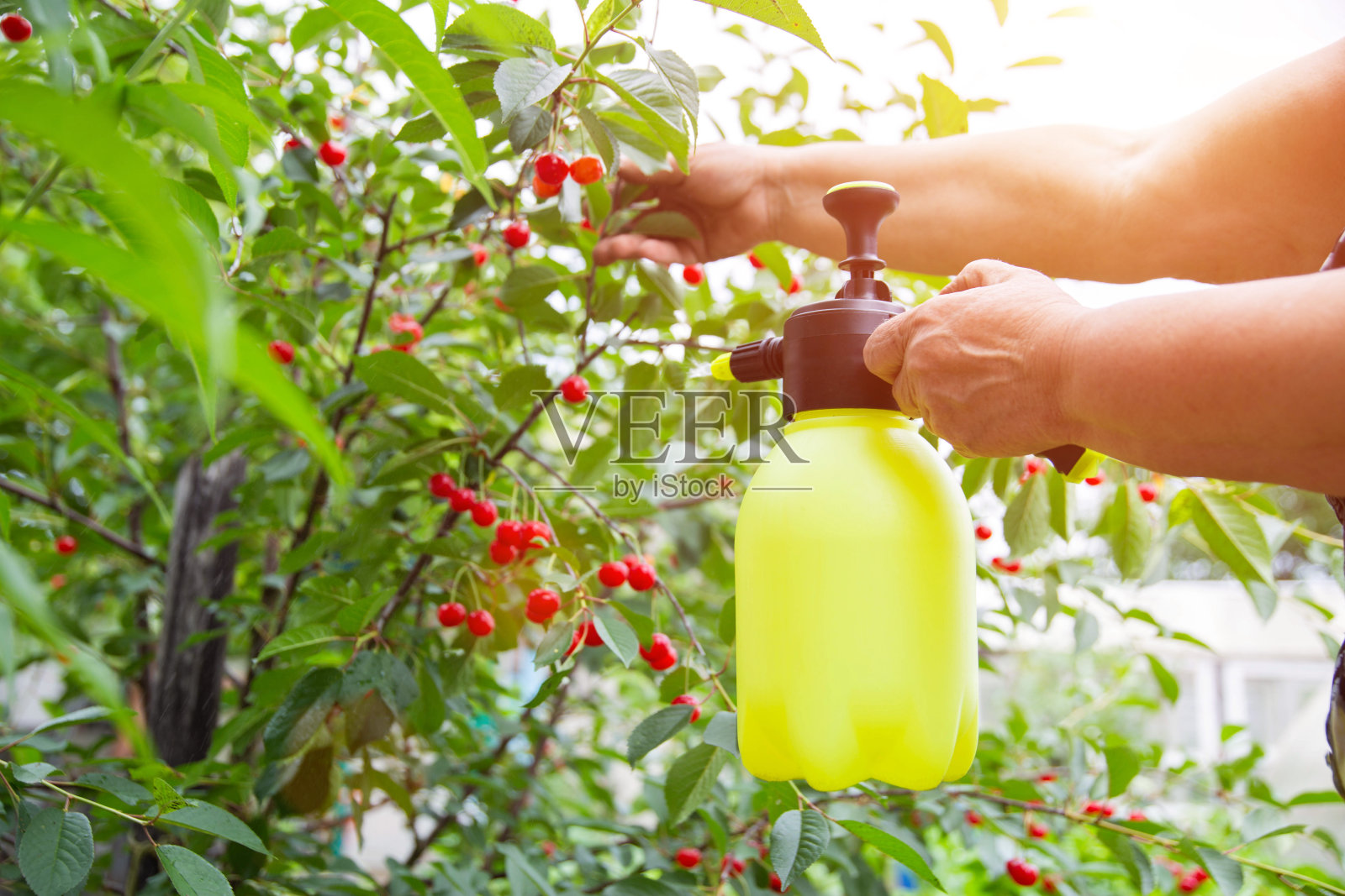用硼酸溶液从寄生虫中喷洒樱桃，有文字的复制空间照片摄影图片