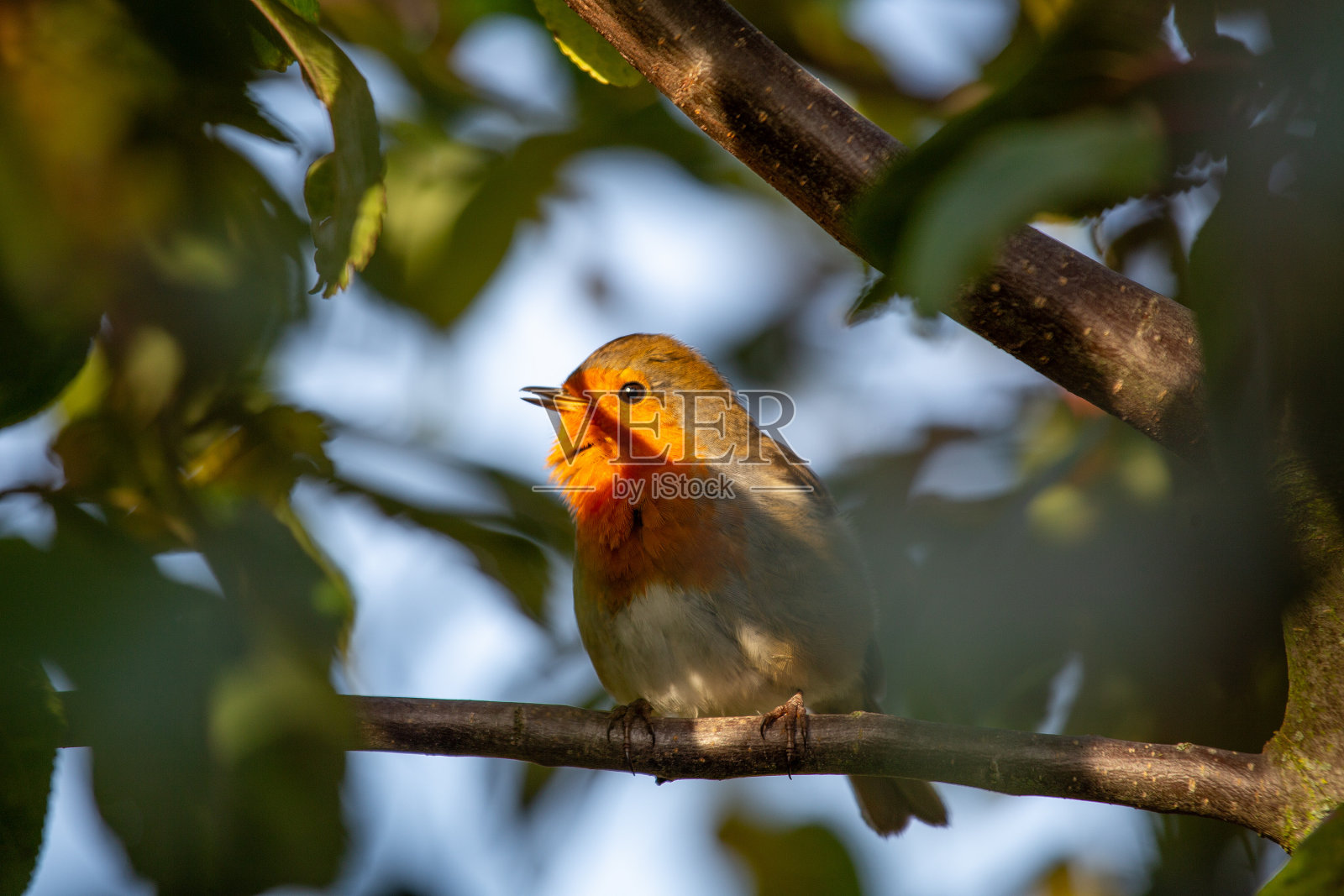 红胸知更鸟——都柏林的红胸美人照片摄影图片