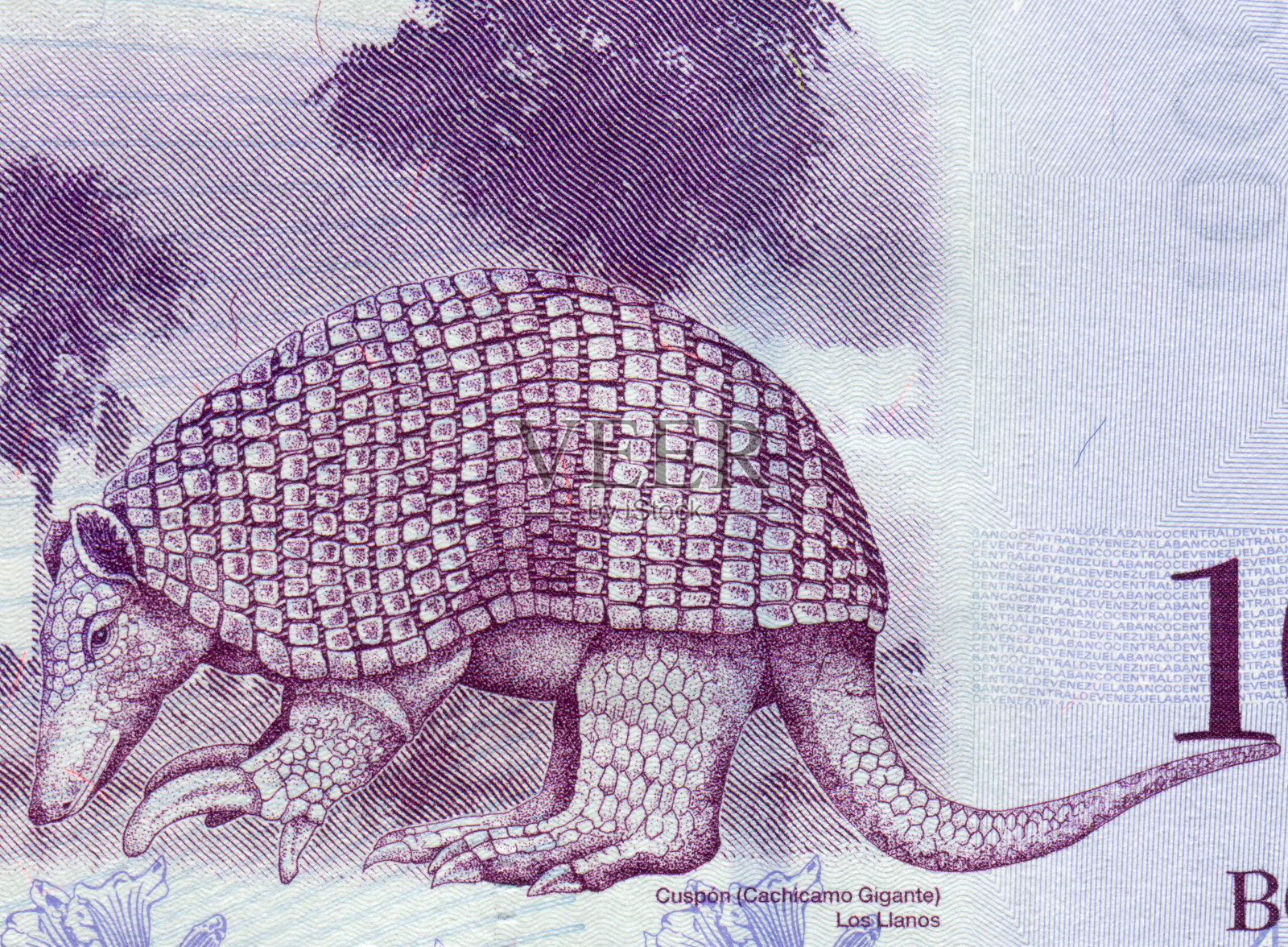 委内瑞拉玻利瓦尔货币犰狳图案设计照片摄影图片