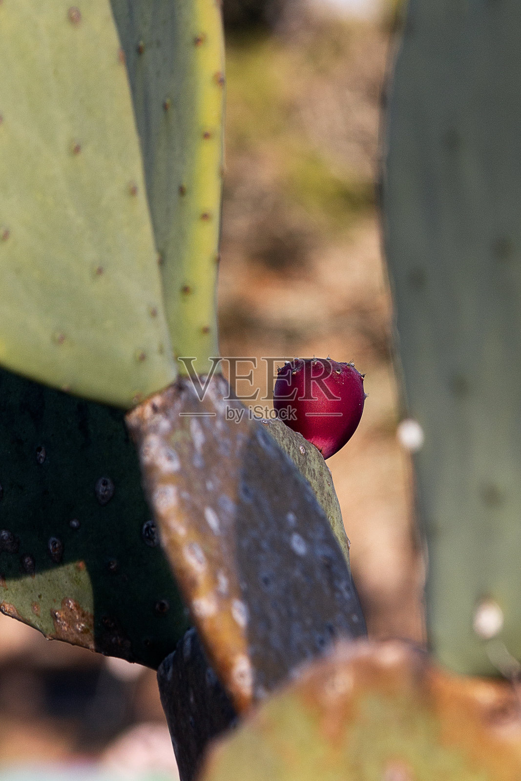 仙人掌照片摄影图片