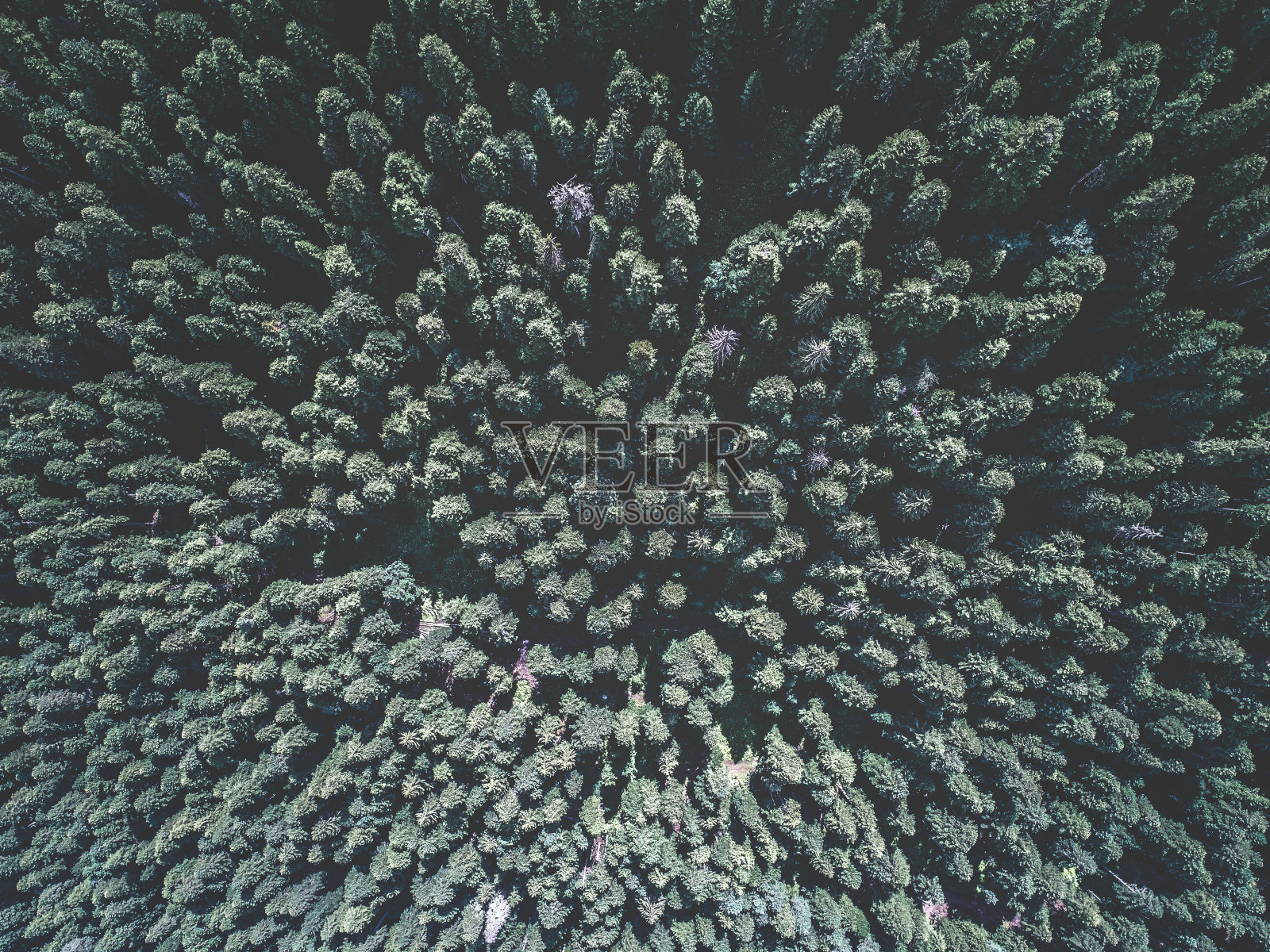 绿色云杉林的鸟瞰图照片摄影图片