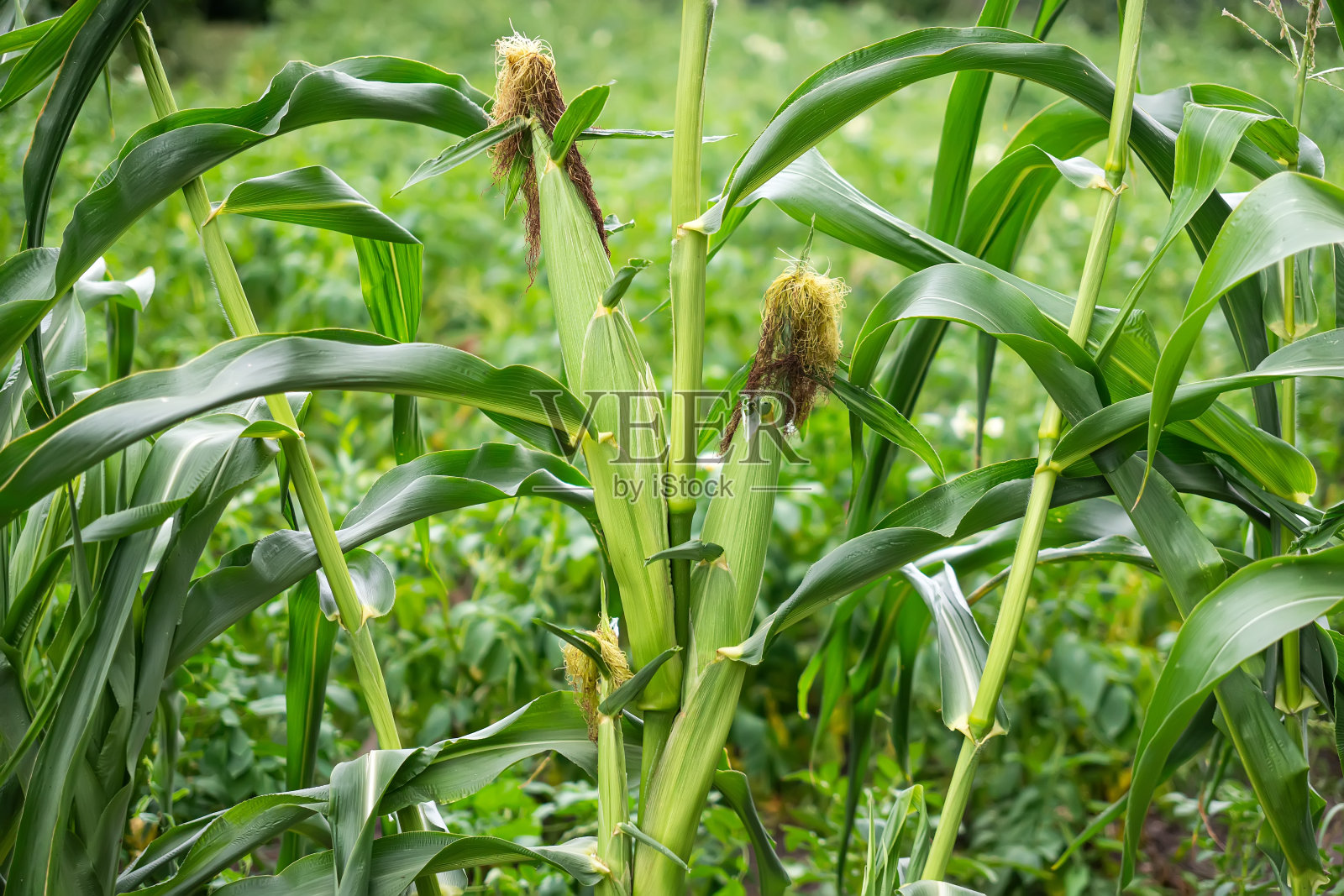 玉米种植园里的玉米芯。重点是玉米芯。夏天年轻而绿色的玉米田。农业、农产品、玉米和农业的概念。照片摄影图片