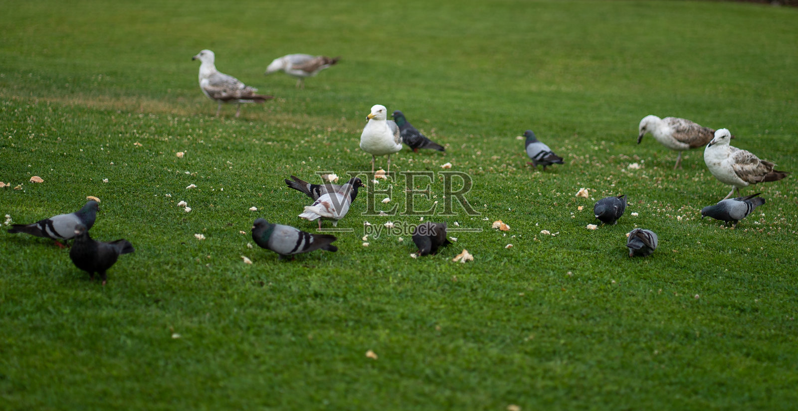 自然田野，绿草如茵照片摄影图片