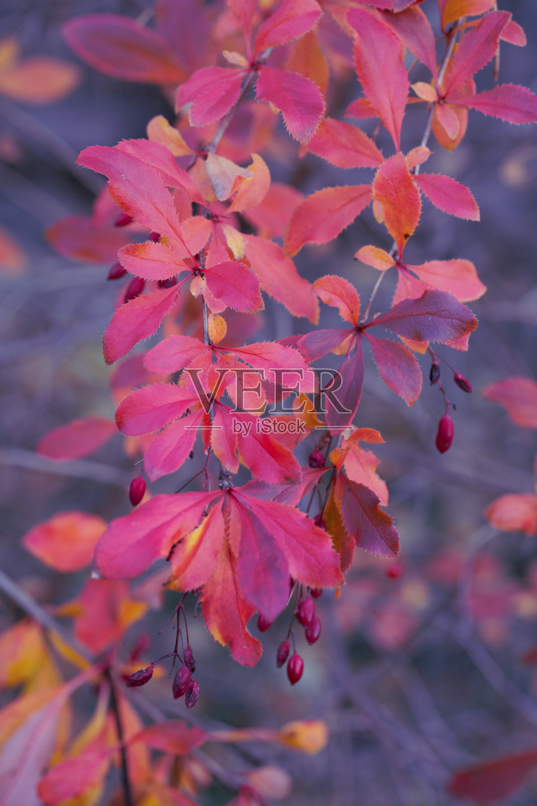 秋天亮紫色的小檗叶。自然之美。照片摄影图片
