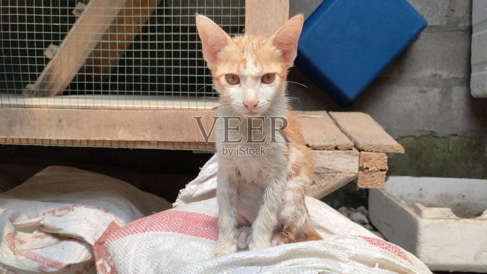 洗澡后的小猫照片摄影图片