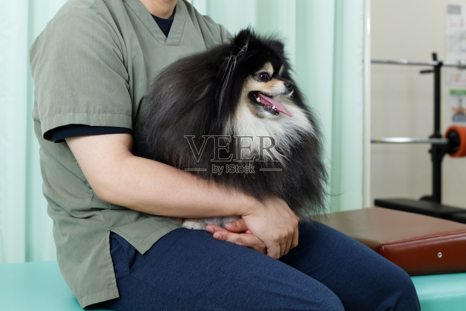 犬体、针灸、兽医院形象。放松的博美犬被抱在腿上。照片摄影图片