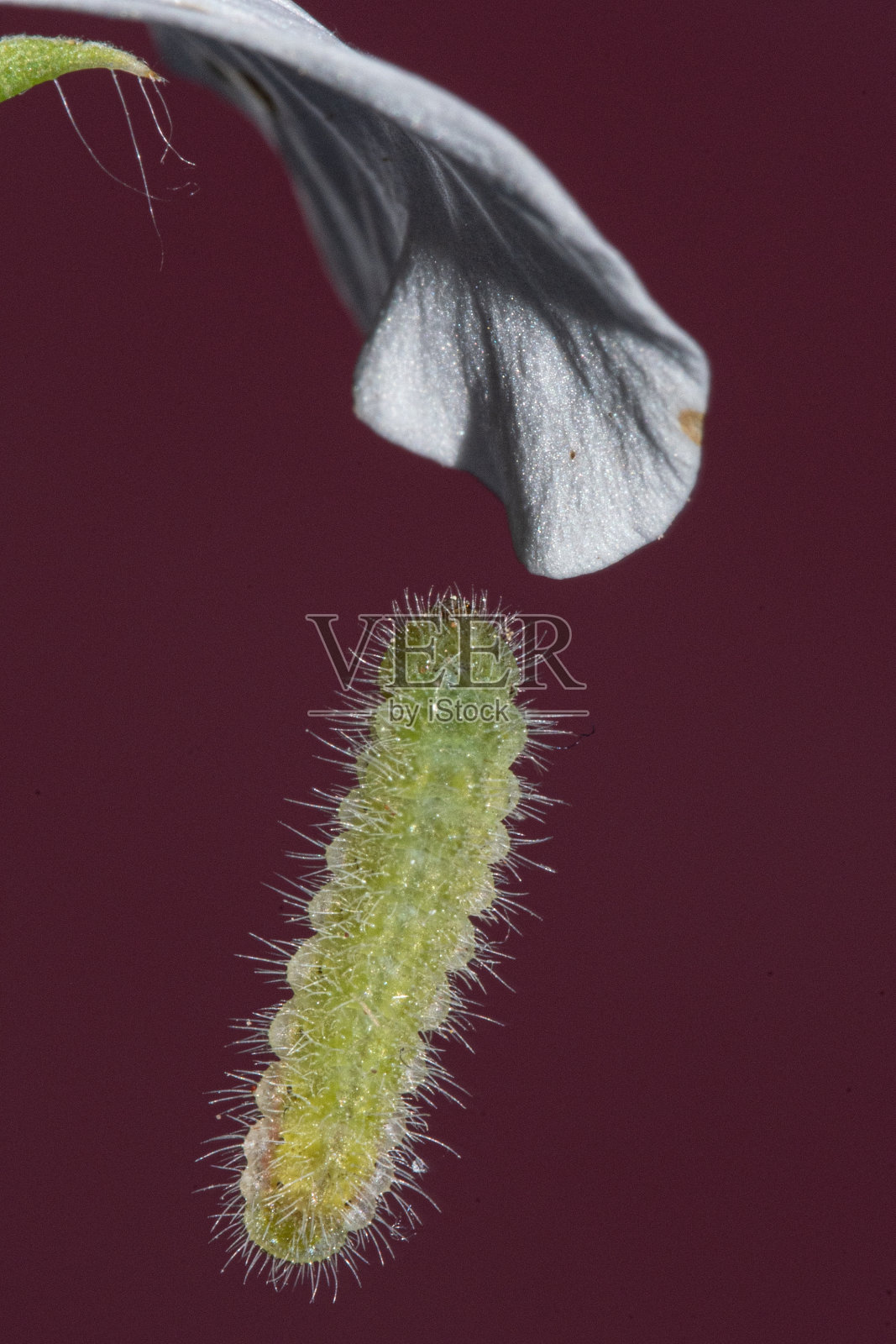 天竺葵挂在它的线上照片摄影图片