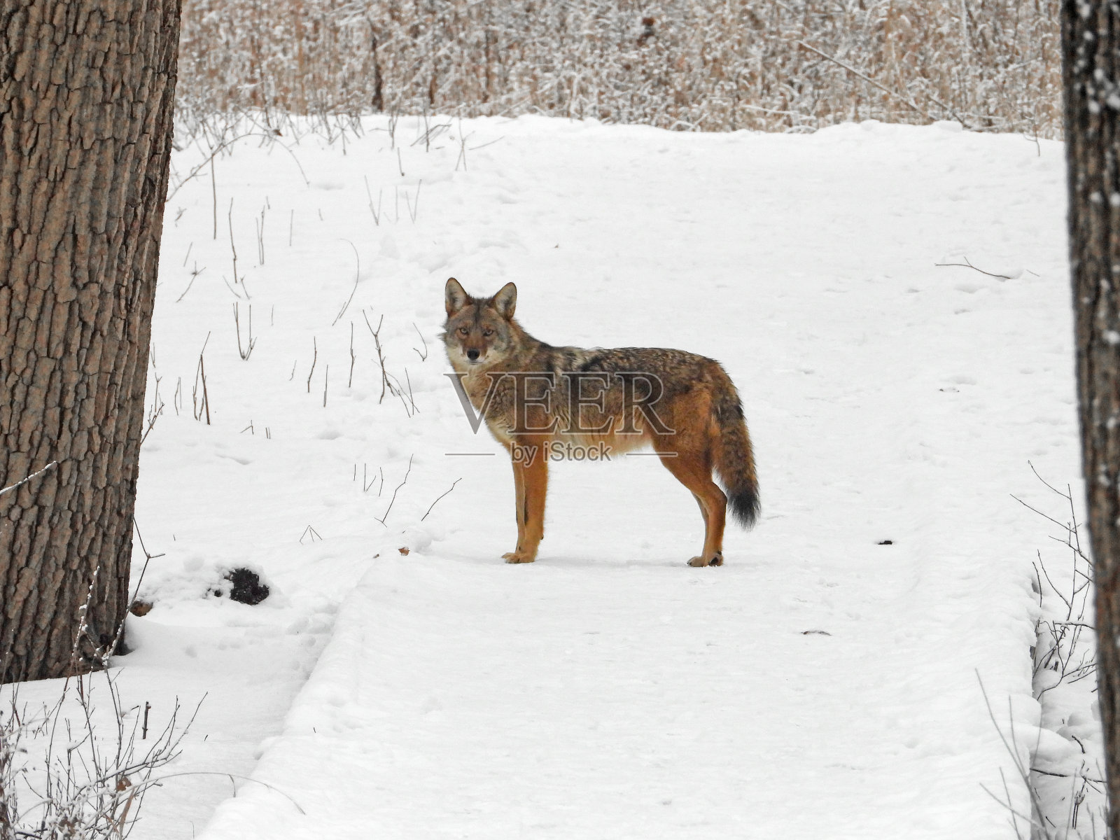 土狼(犬科)北美食肉类犬科动物照片摄影图片