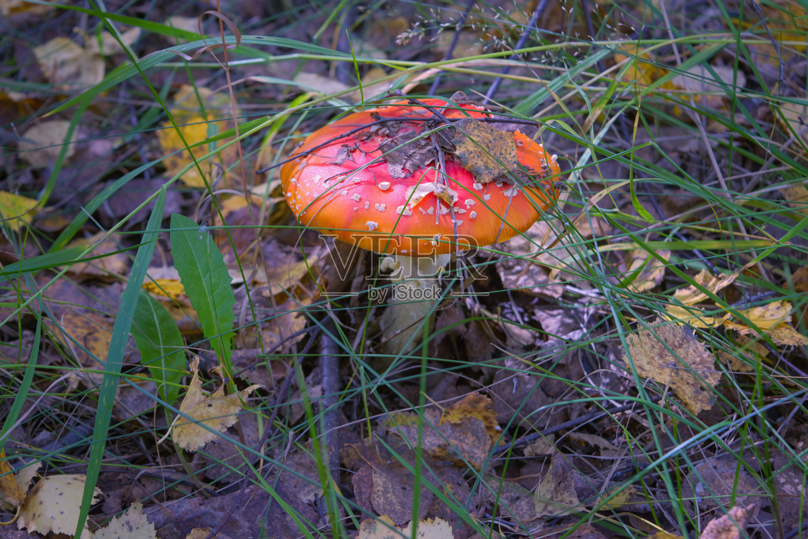 伞蝇是伞蝇属的一种担子菌。它也是一种蘑菇。野生蘑菇。照片摄影图片