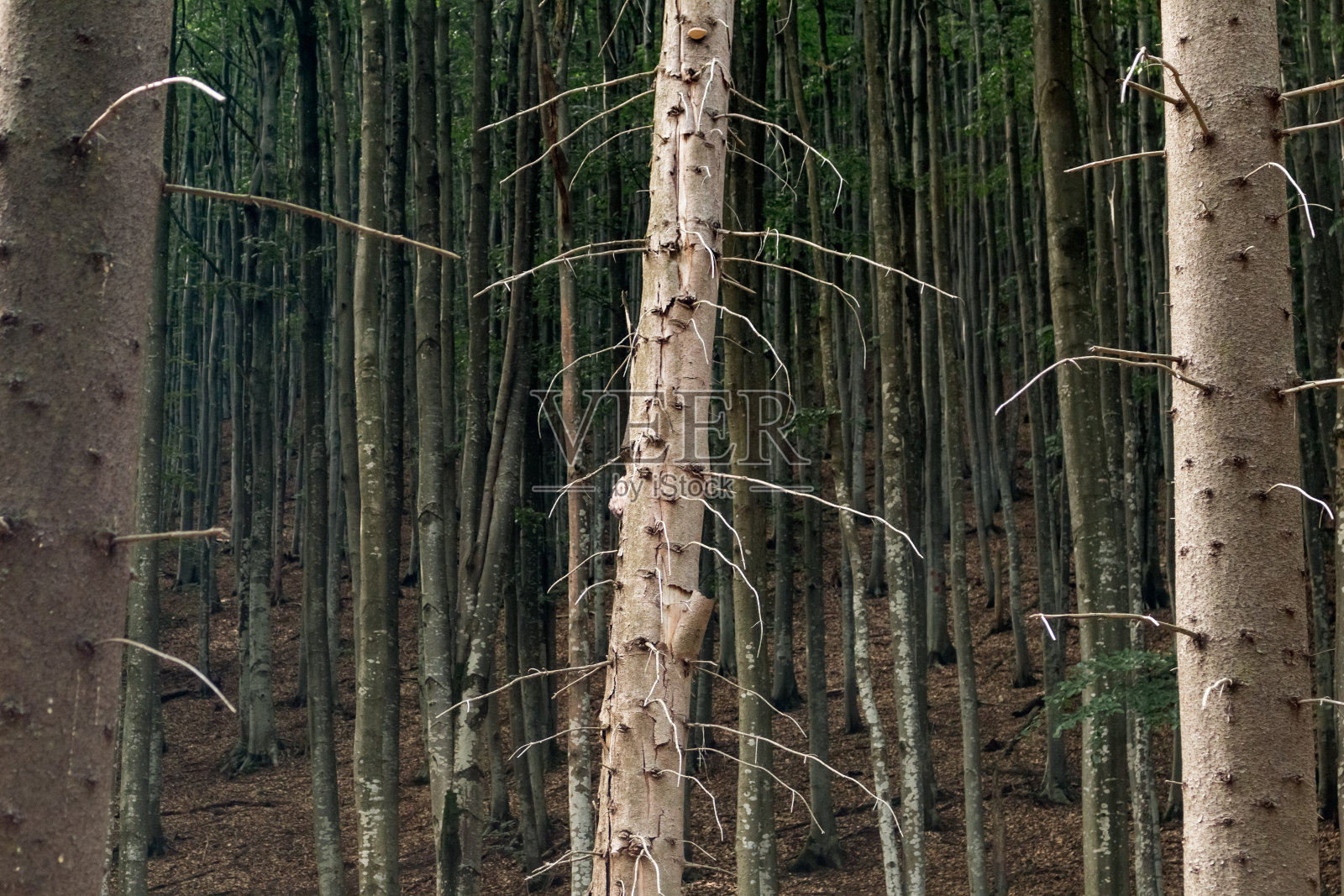 Хвойный лес照片摄影图片