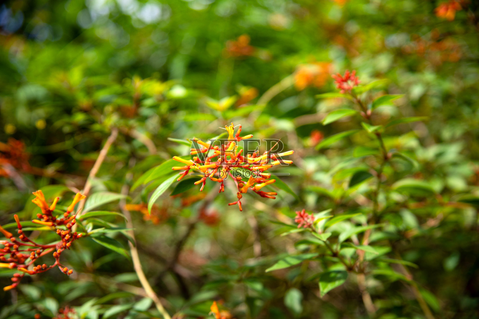 布什火照片摄影图片