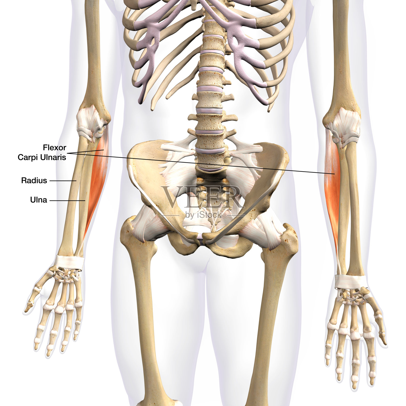在男性骨骼上分离的下臂尺腕屈肌，在白底上标记了3D渲染照片摄影图片
