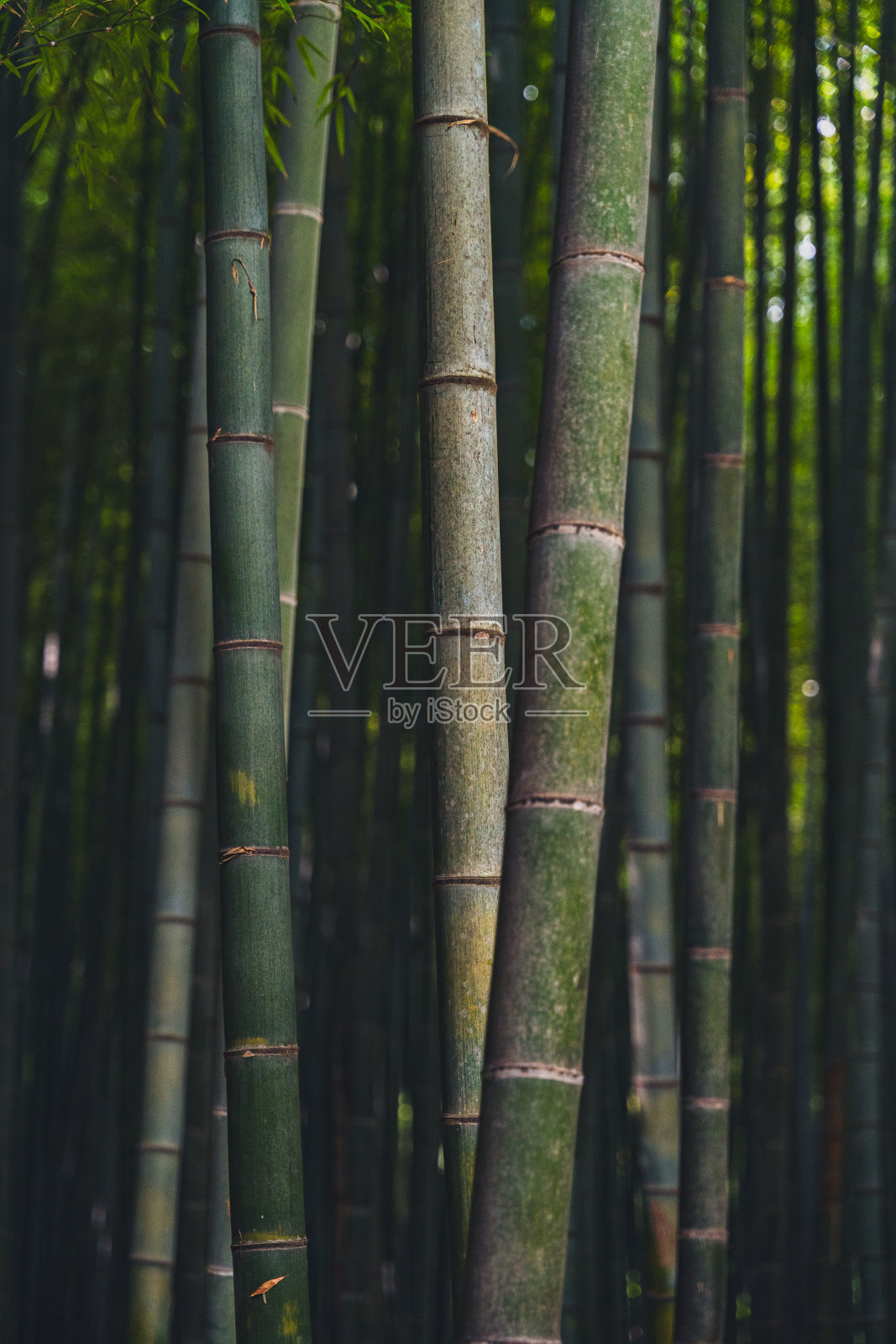 竹林照片摄影图片