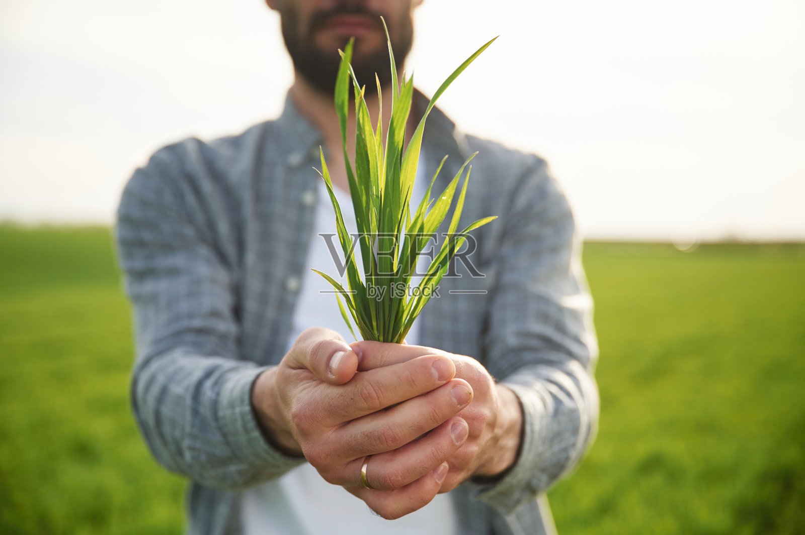 小麦。英俊的年轻人在农田里照片摄影图片