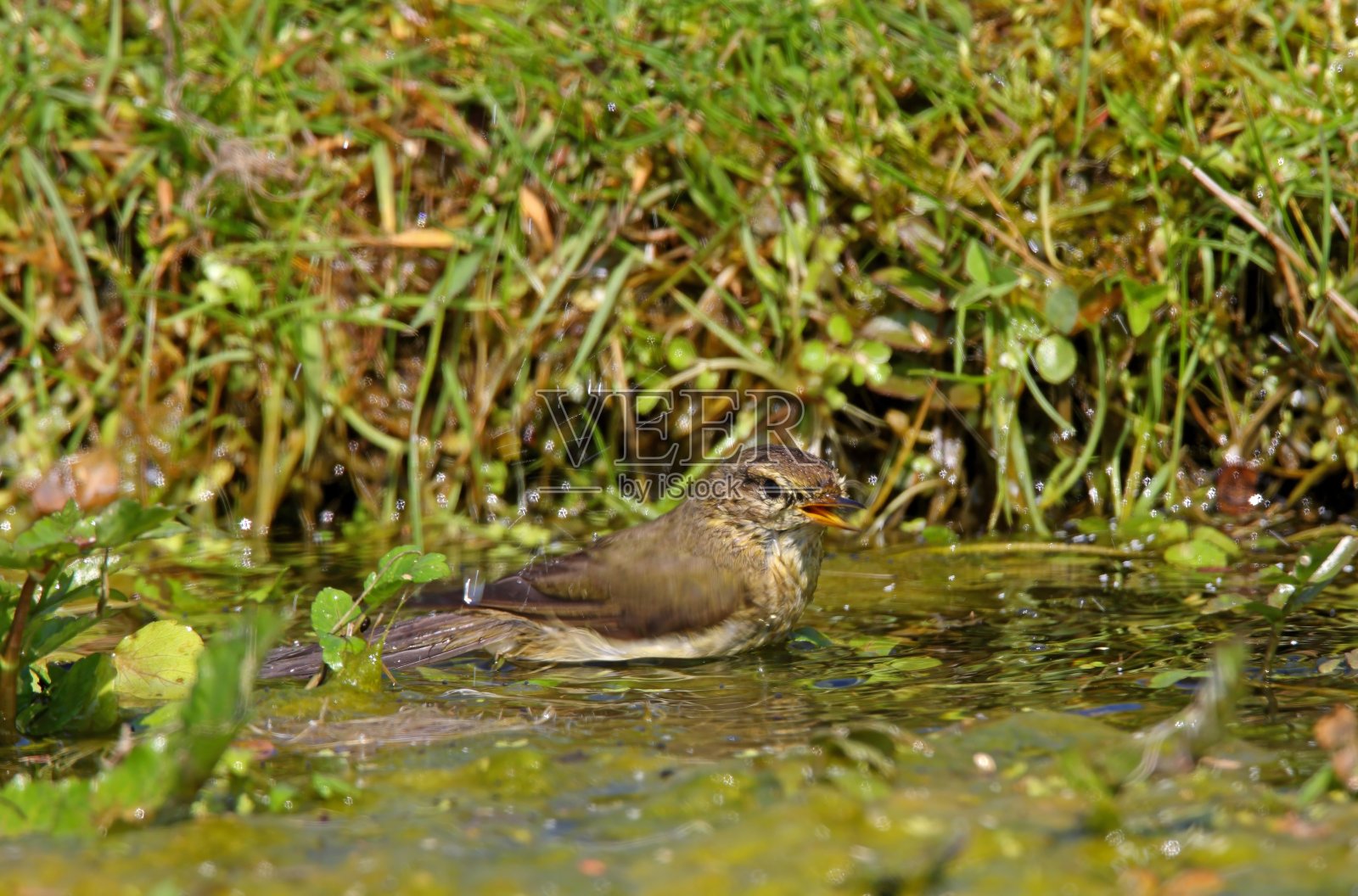 叽喳柳莺照片摄影图片