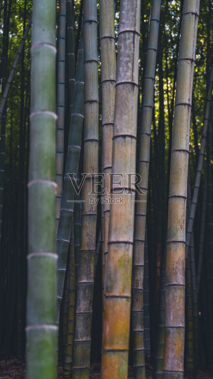 竹林照片摄影图片