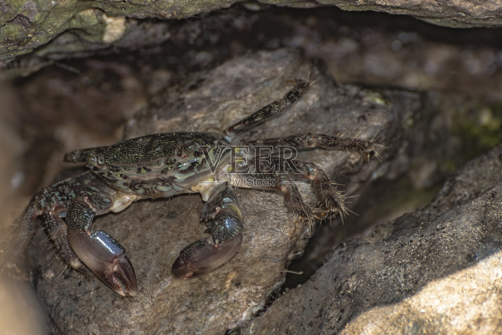 岩石上的地中海蟹的典型标本照片摄影图片