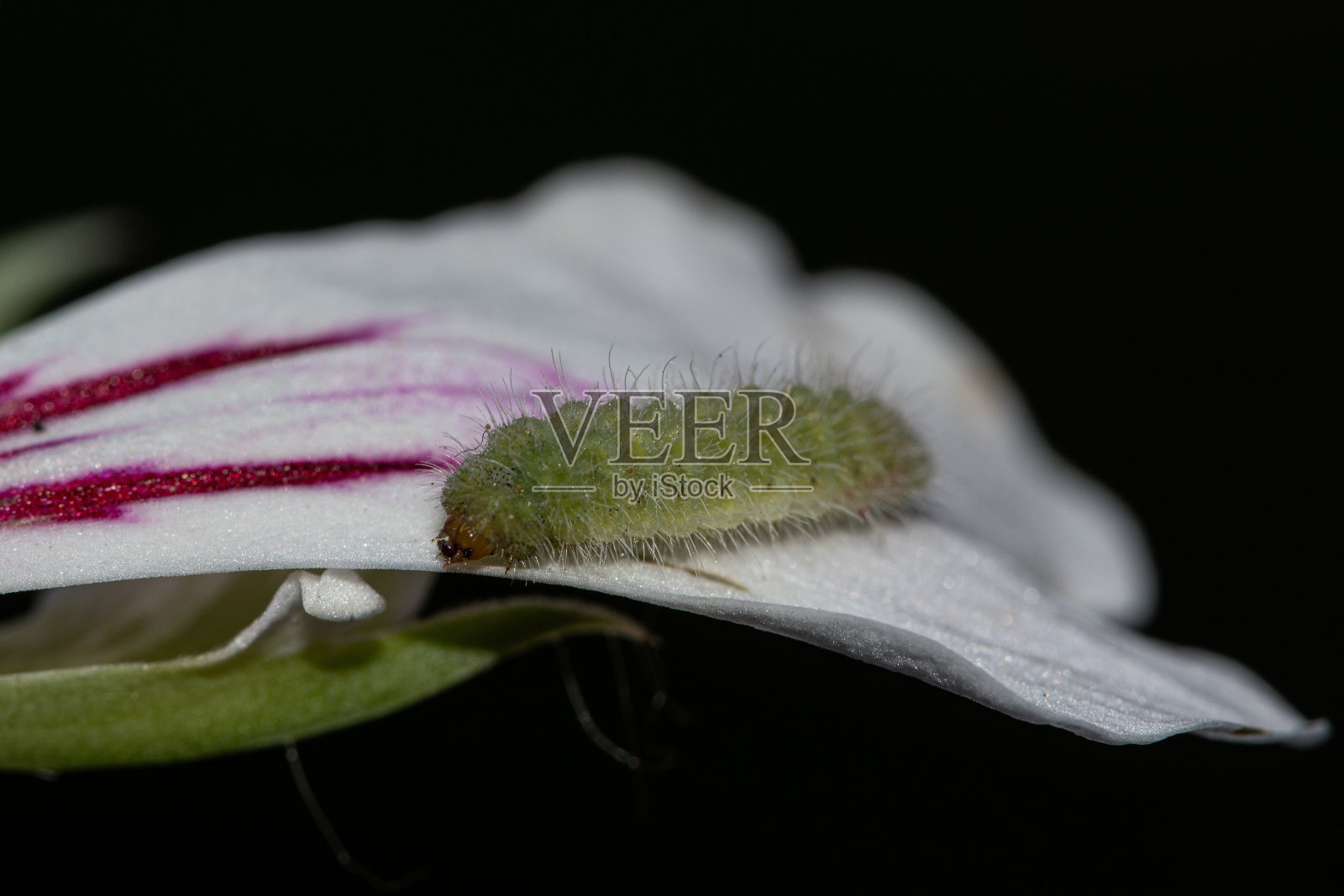 天竺葵在花上照片摄影图片