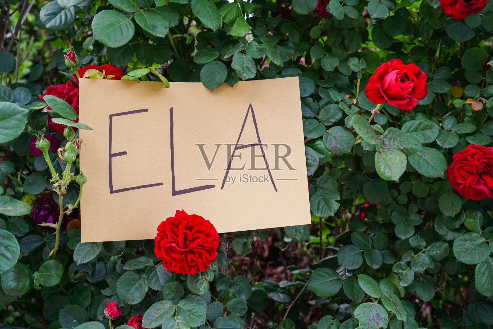 肌萎缩性侧索硬化症，神经和肌肉疾病用西班牙文书写。ALS是一种神经疾病的首字母缩写。大脑功能紊乱照片摄影图片