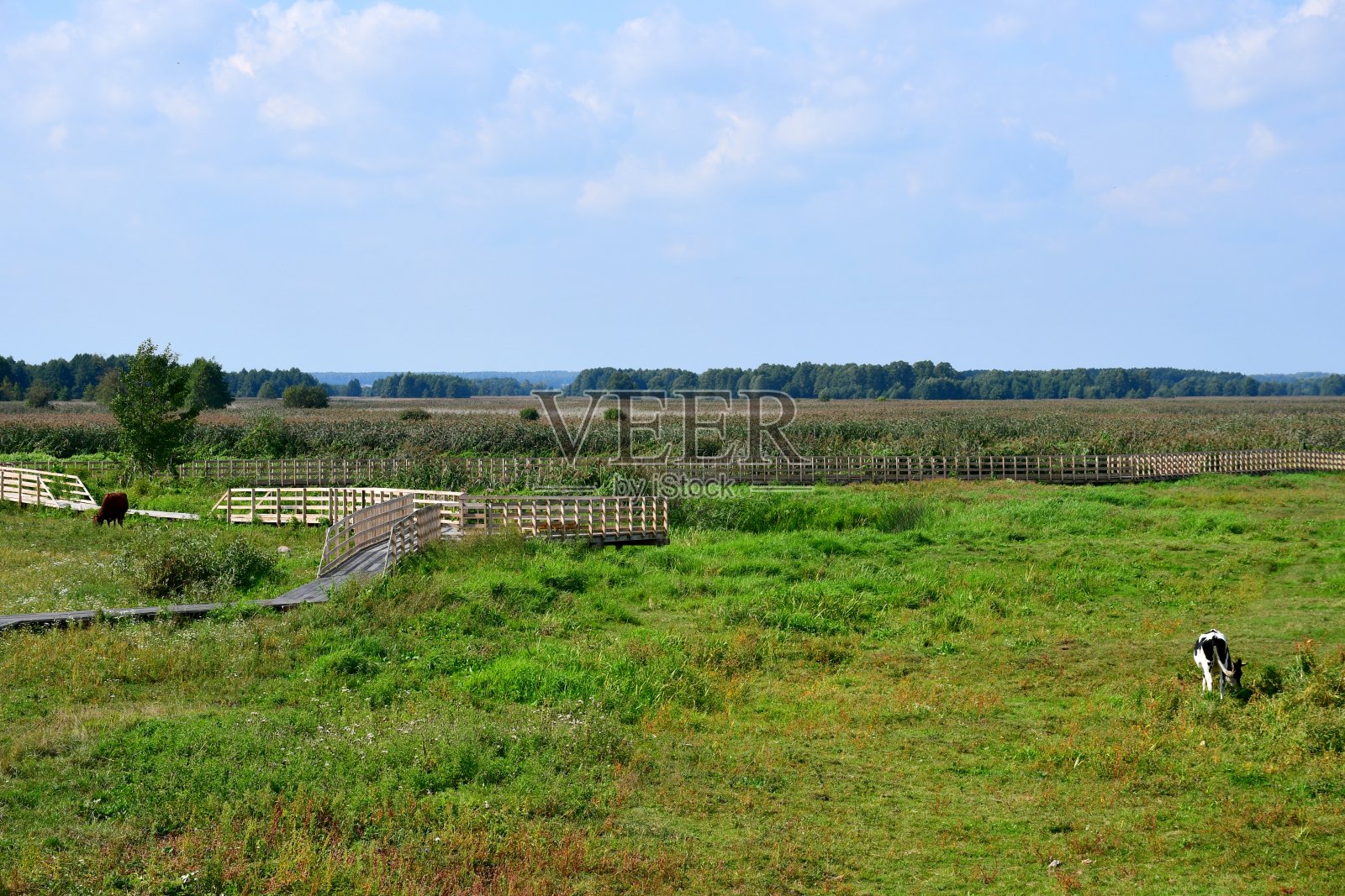 夏季在波兰乡村看到的白色、黑色和棕色的母牛或公牛在广阔的田野、草地或牧场的高草丛中吃草和寻找食物的景象照片摄影图片