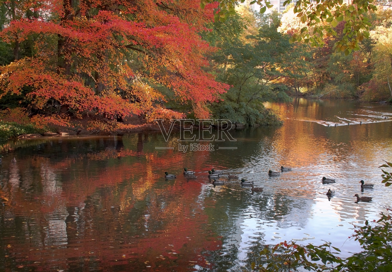 秋色景观有湖、树、水的倒影和野鸭照片摄影图片