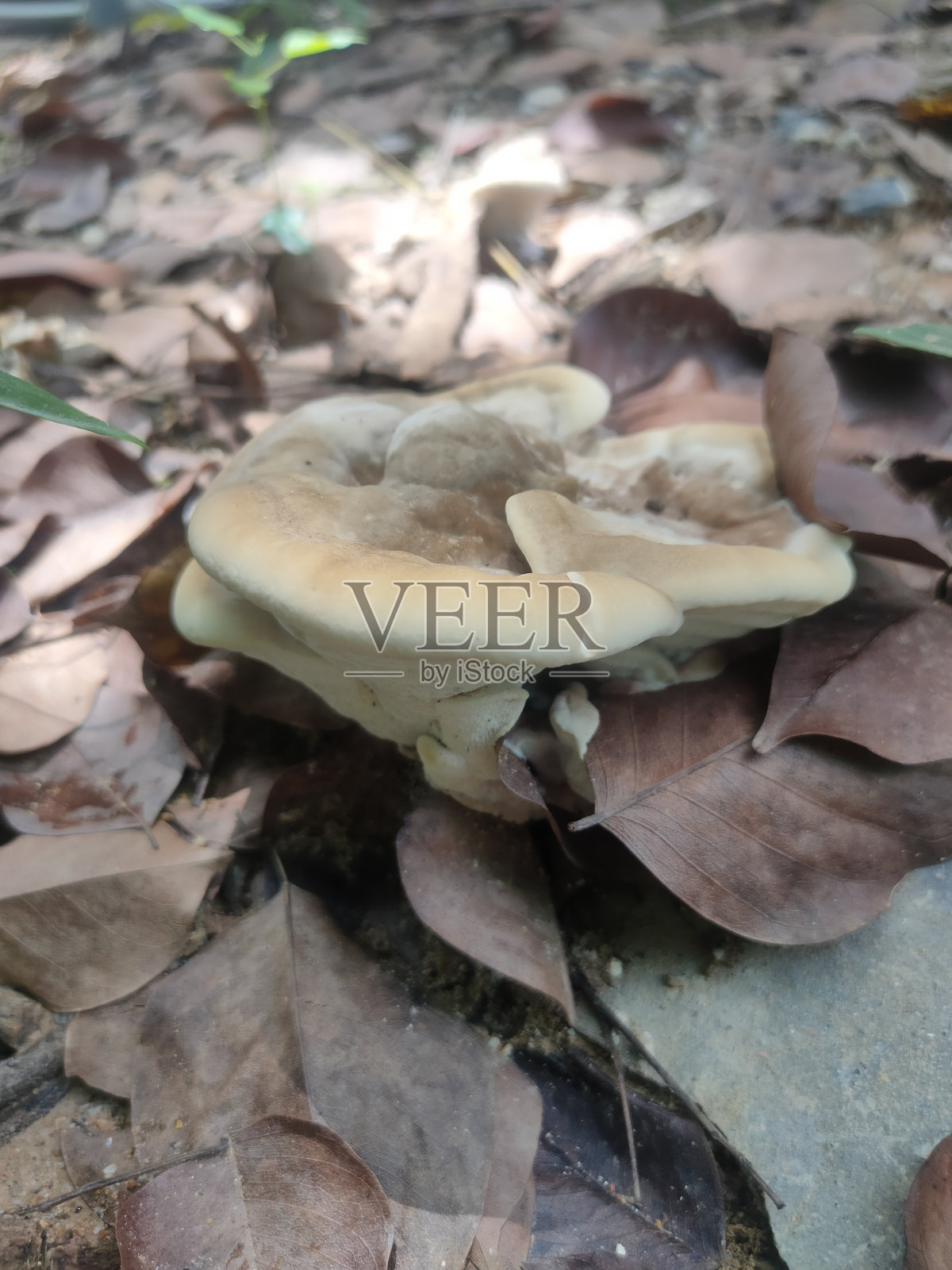 蘑菇照片摄影图片