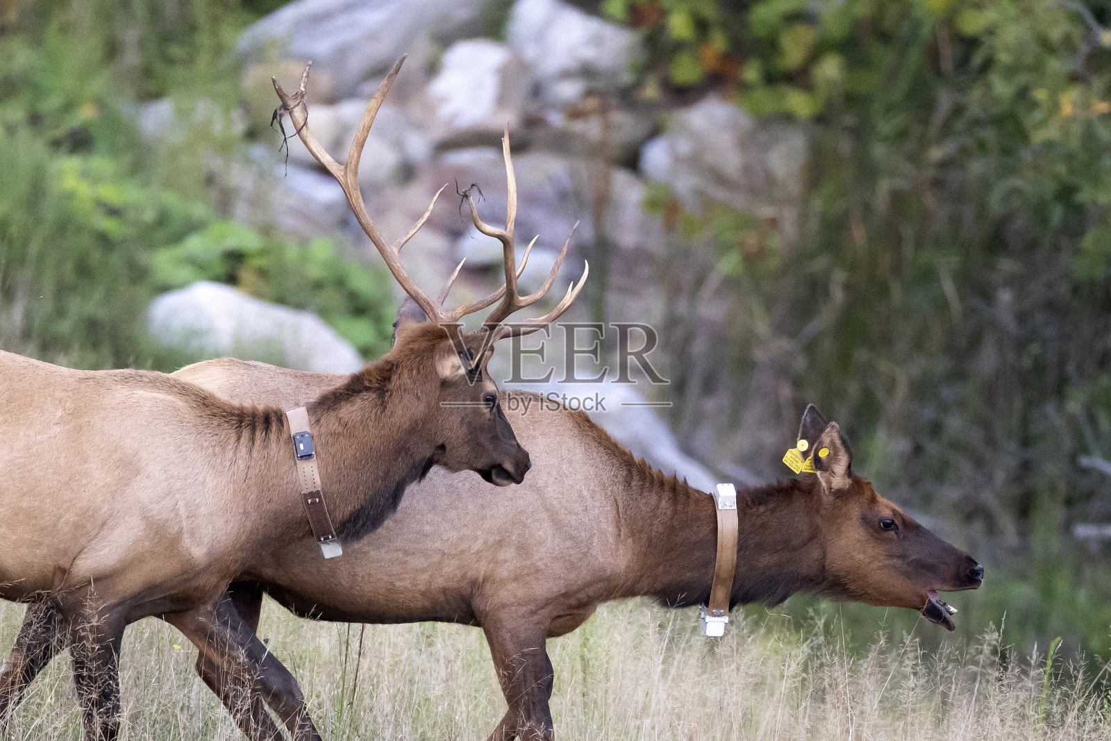 麋鹿照片摄影图片