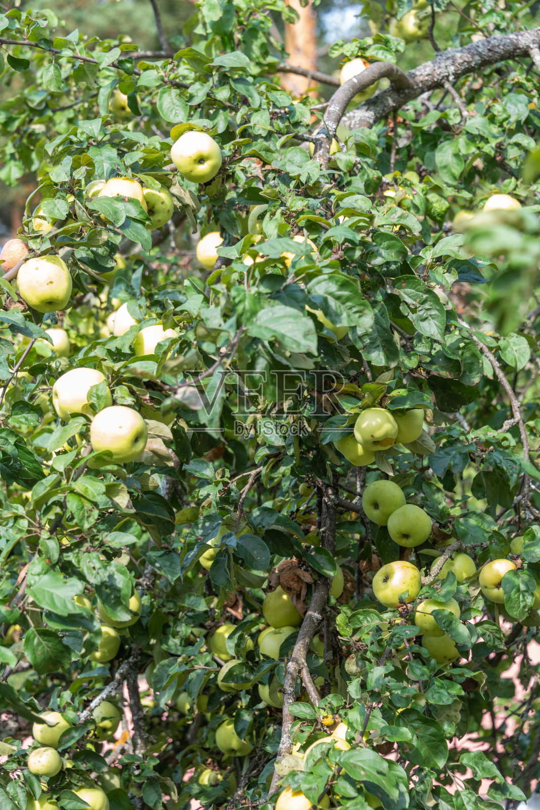 花园里有一棵苹果树，树上有成熟的青苹果。照片摄影图片
