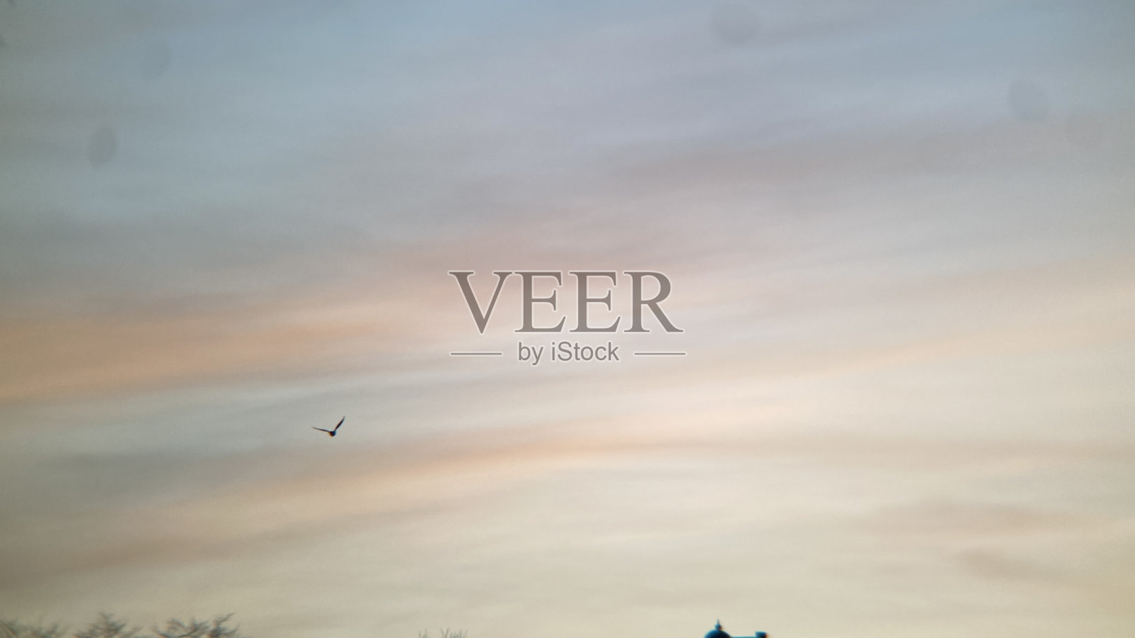 一只鸟独自飞翔照片摄影图片