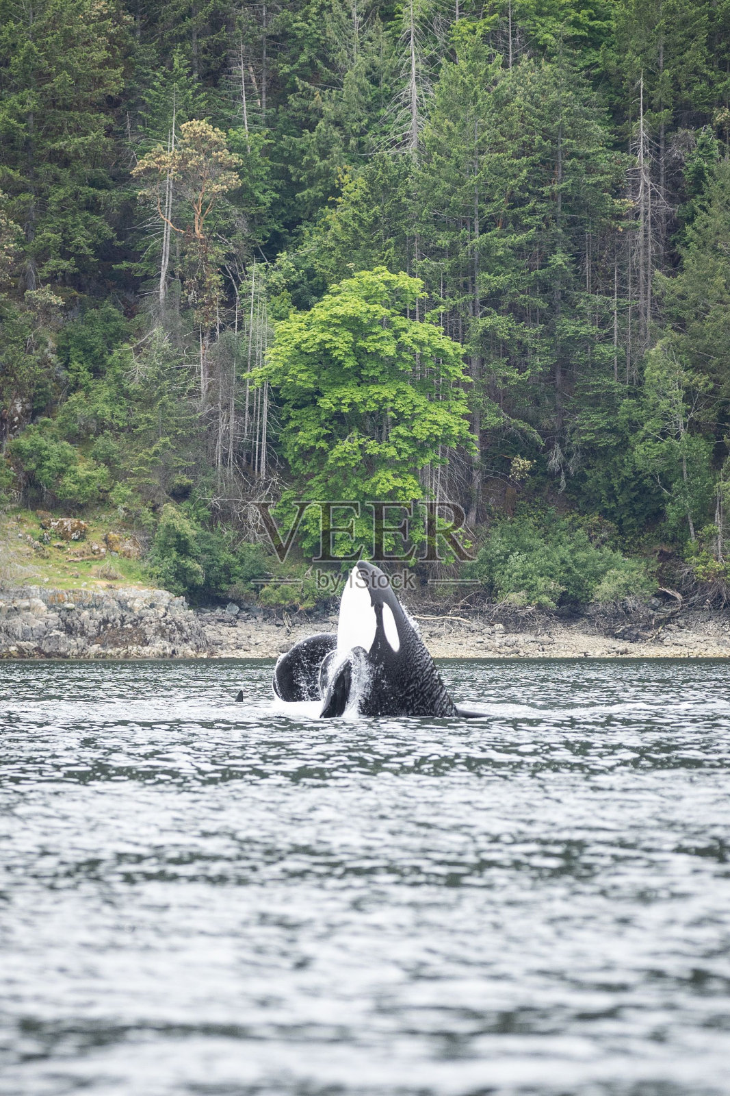 在温哥华岛考伊坎湾附近，一头虎鲸跃出水面照片摄影图片